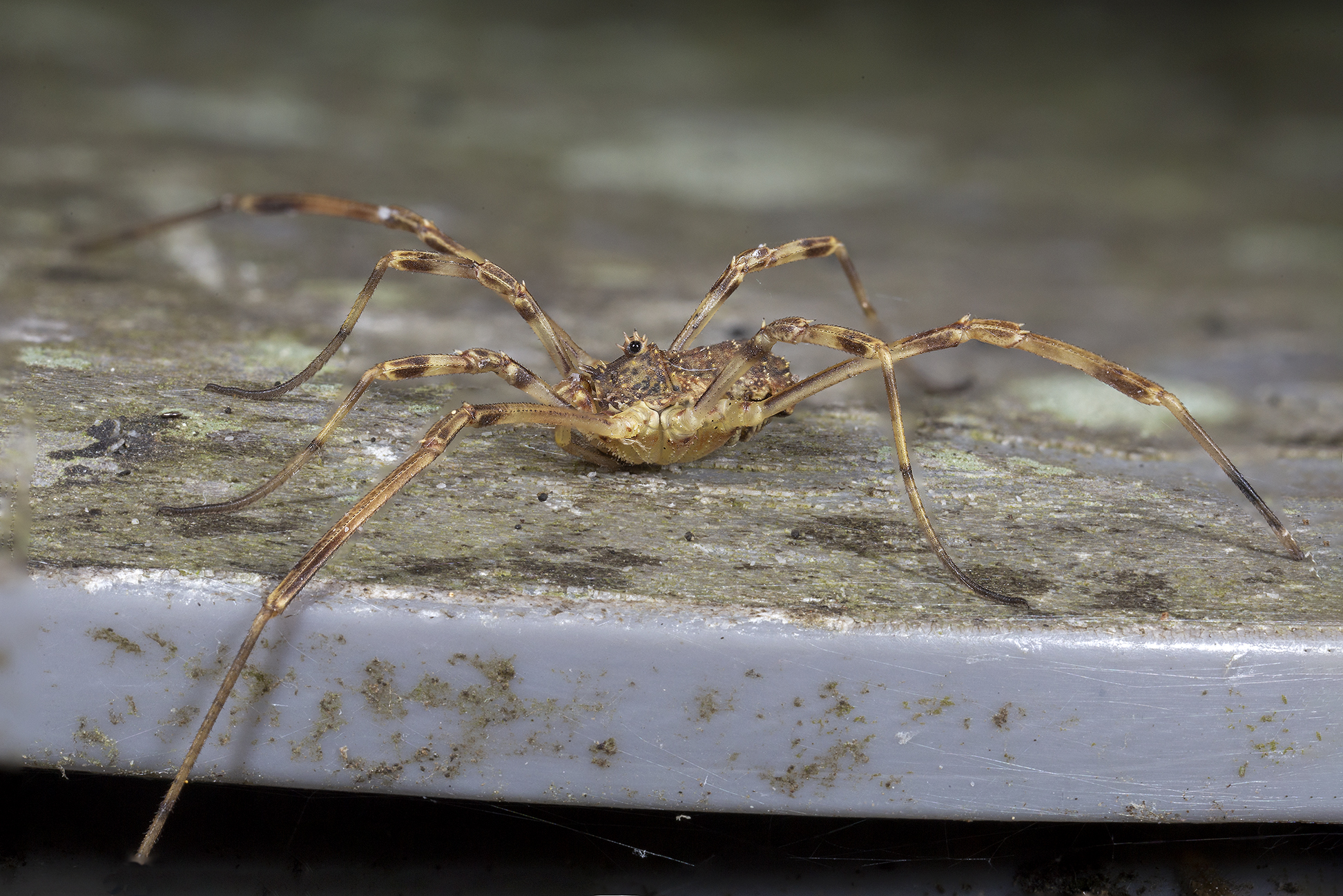 Opylon (false spider)