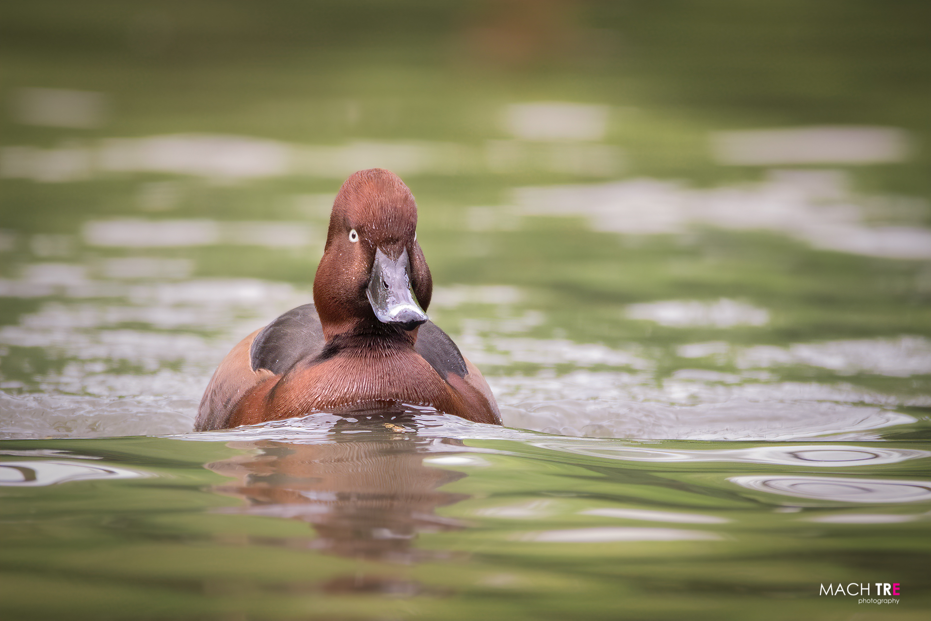 Moretta tabaccata (Aythya nyroca)