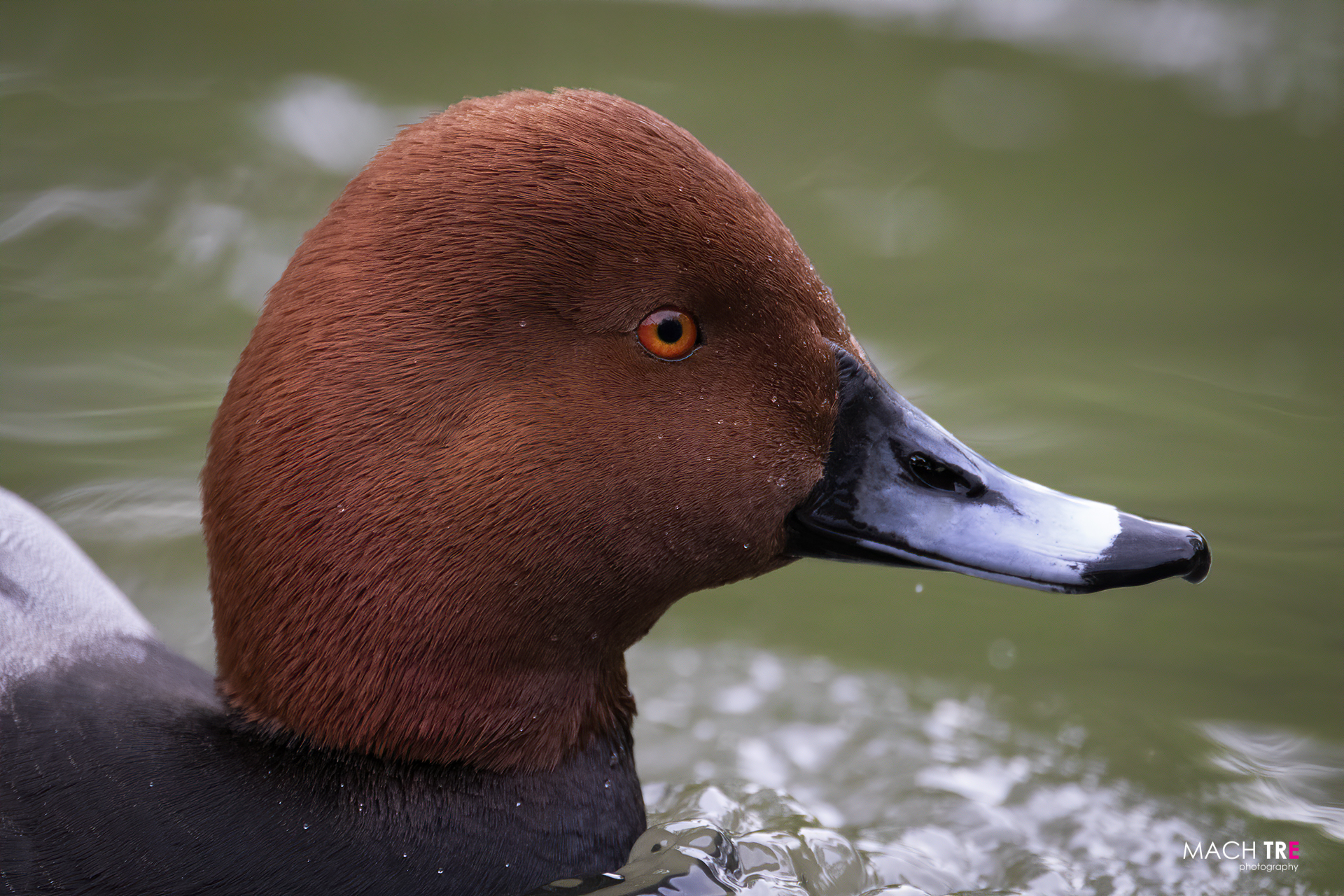 Moriglione (Aythya ferina)