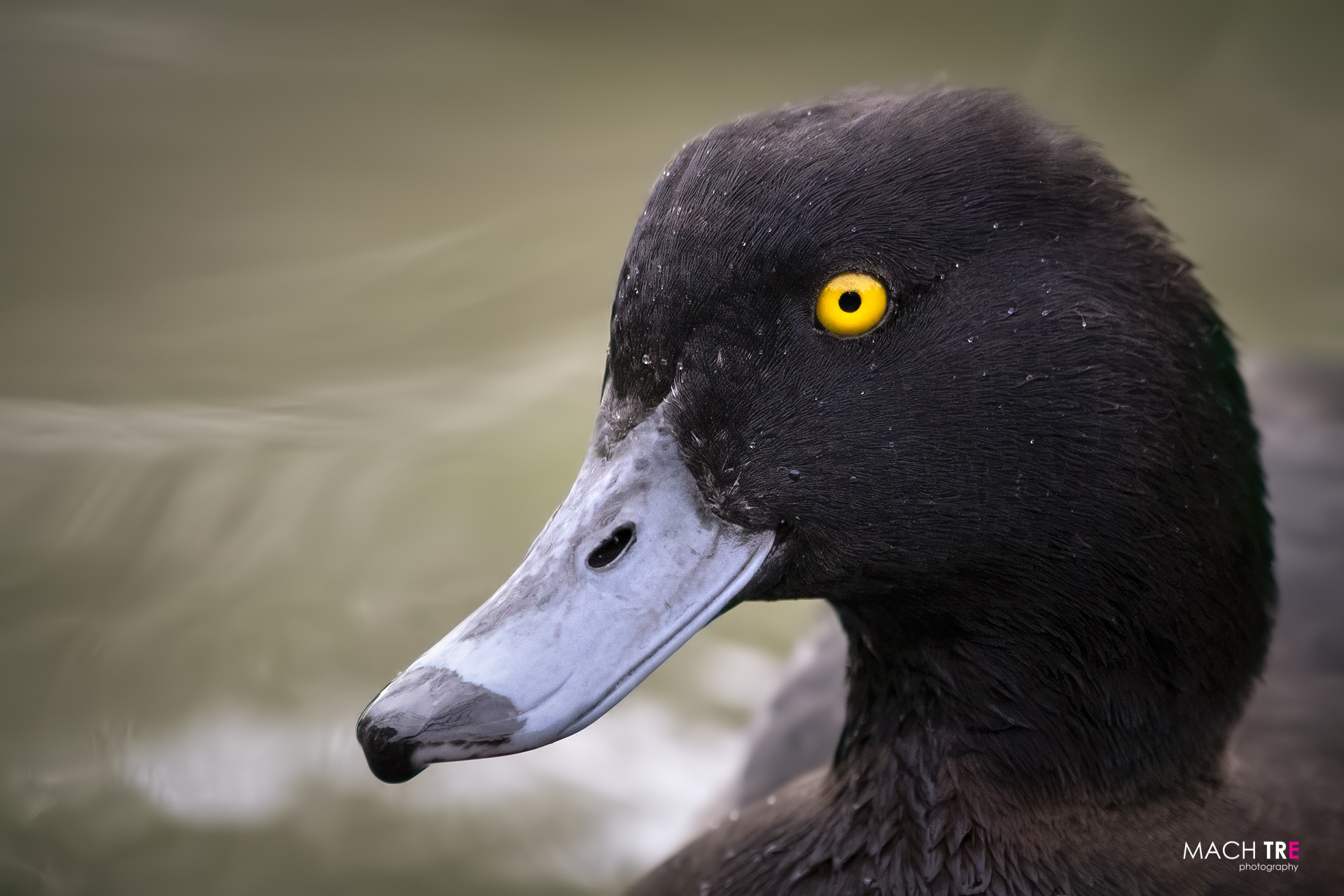 Moretta (Aythya fuligula)