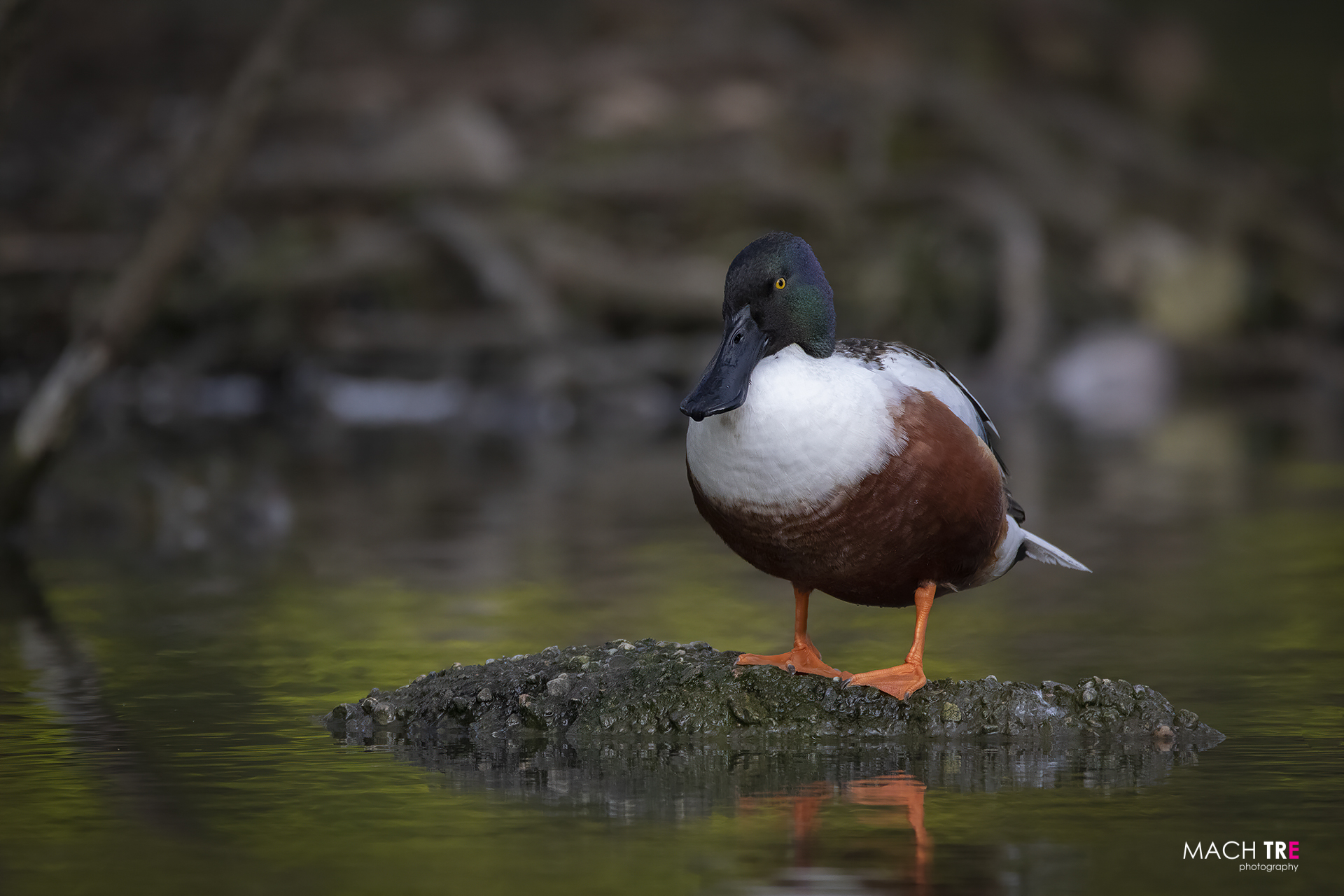 Mestolone Department (Spatula clypeata)