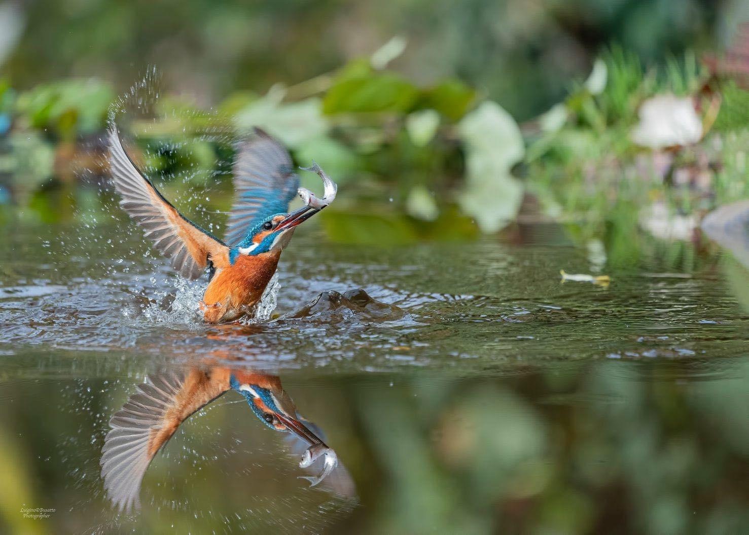 Kingfisher... in the mirror ...