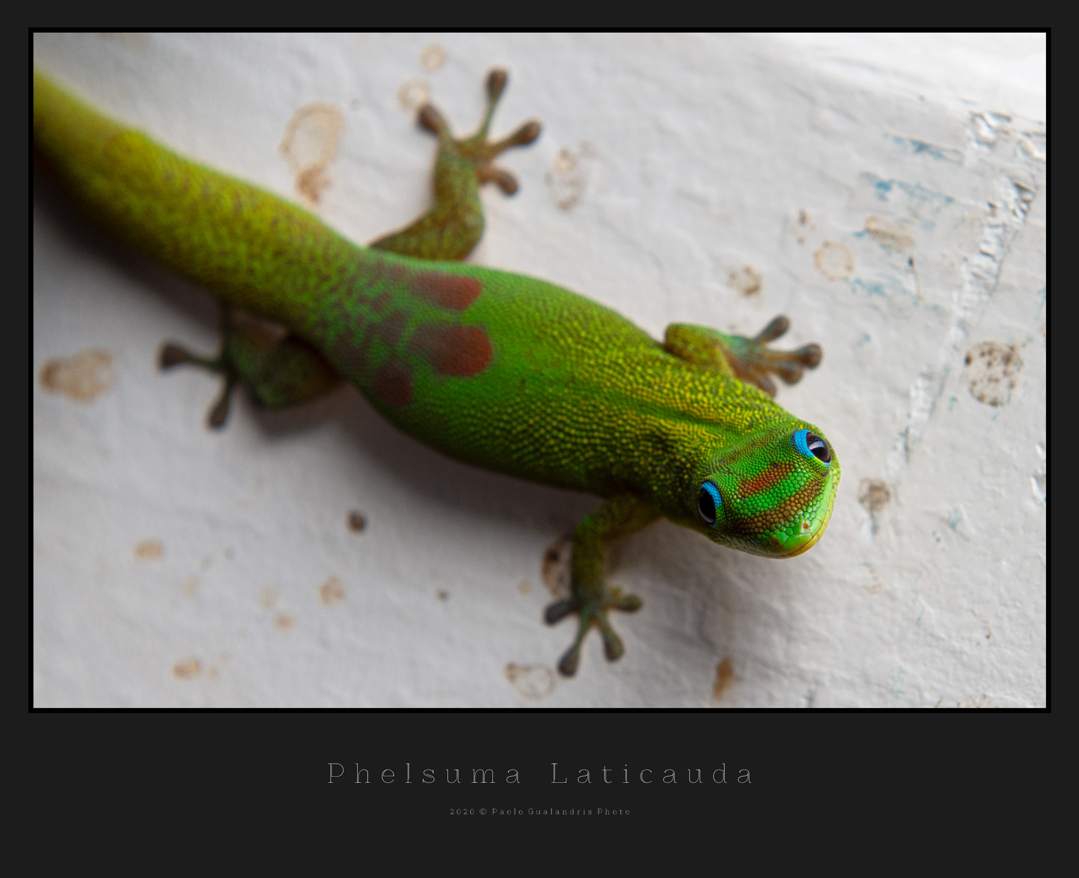 Phelsuma Laticauda