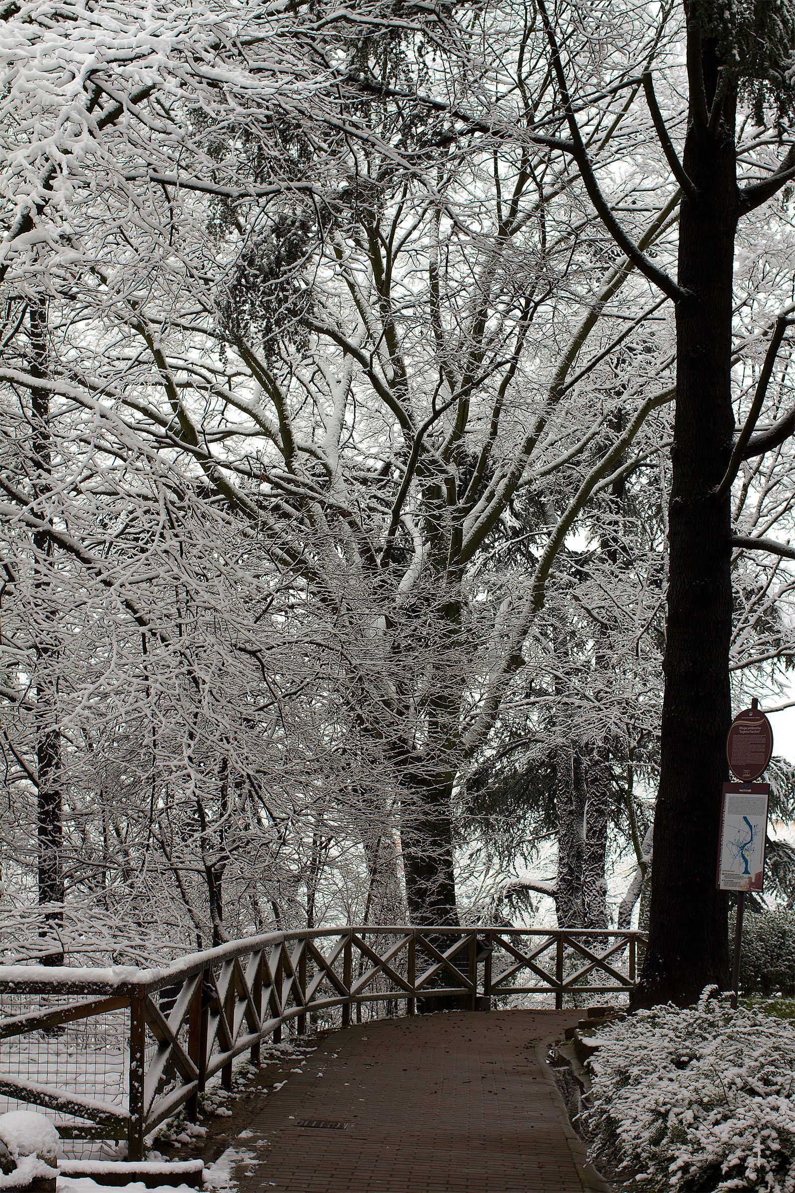 Due passi sotto gli alberi