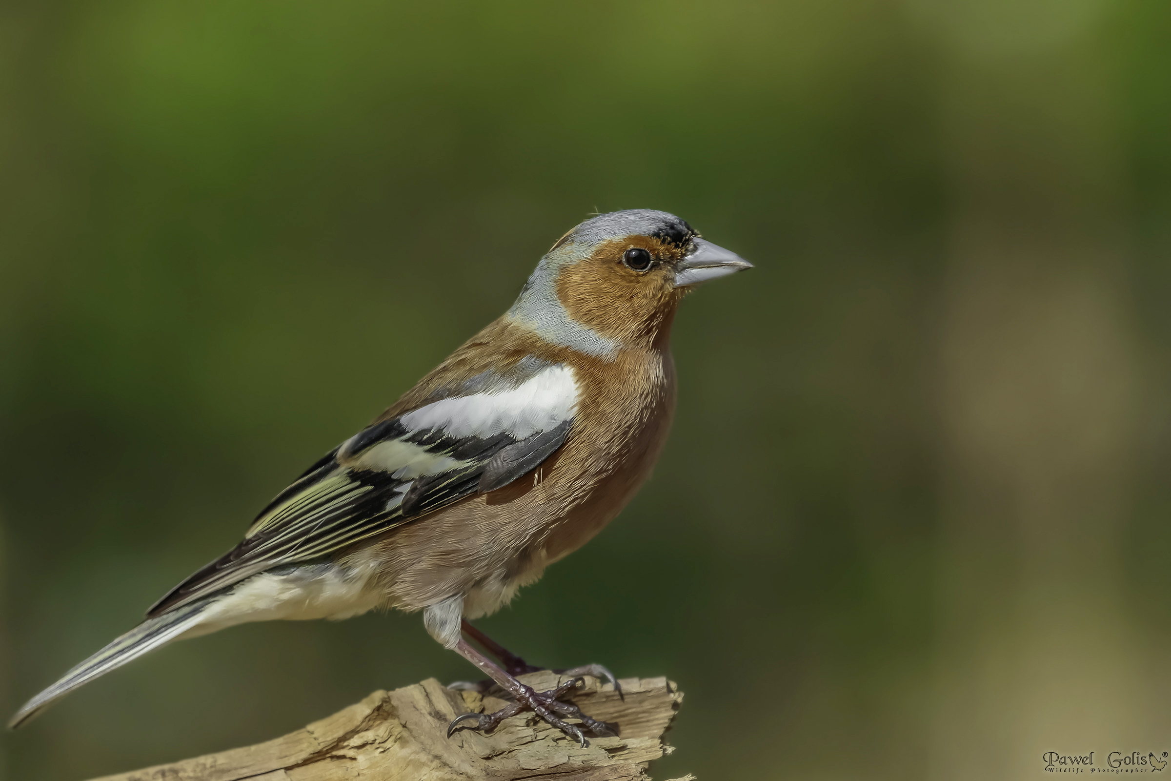 Chaffinch comune (Fringilla coelebs)