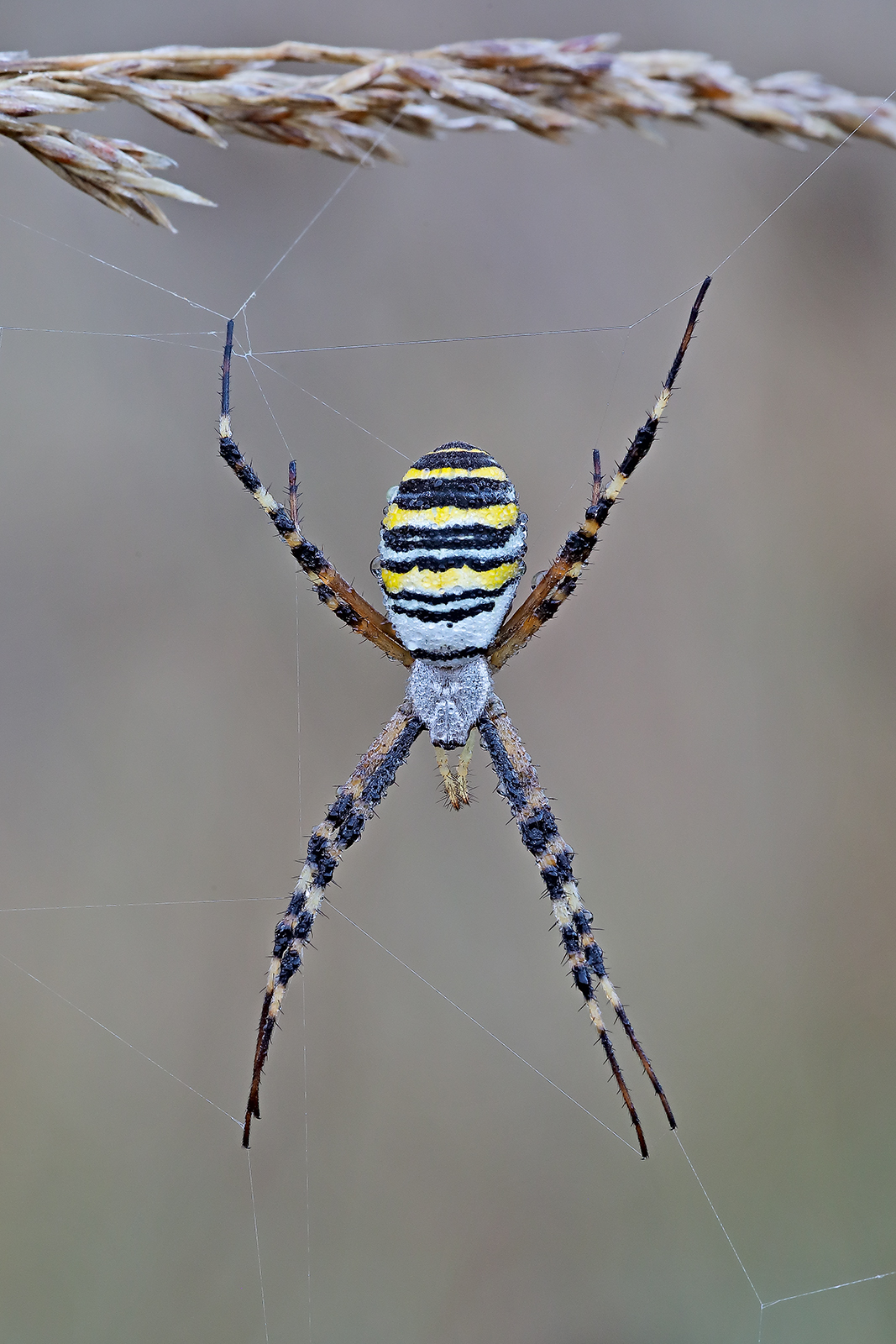 Argiope