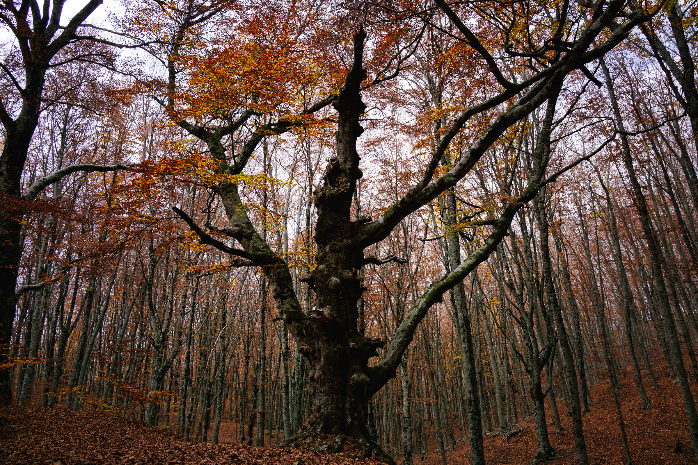 Il signore della foresta