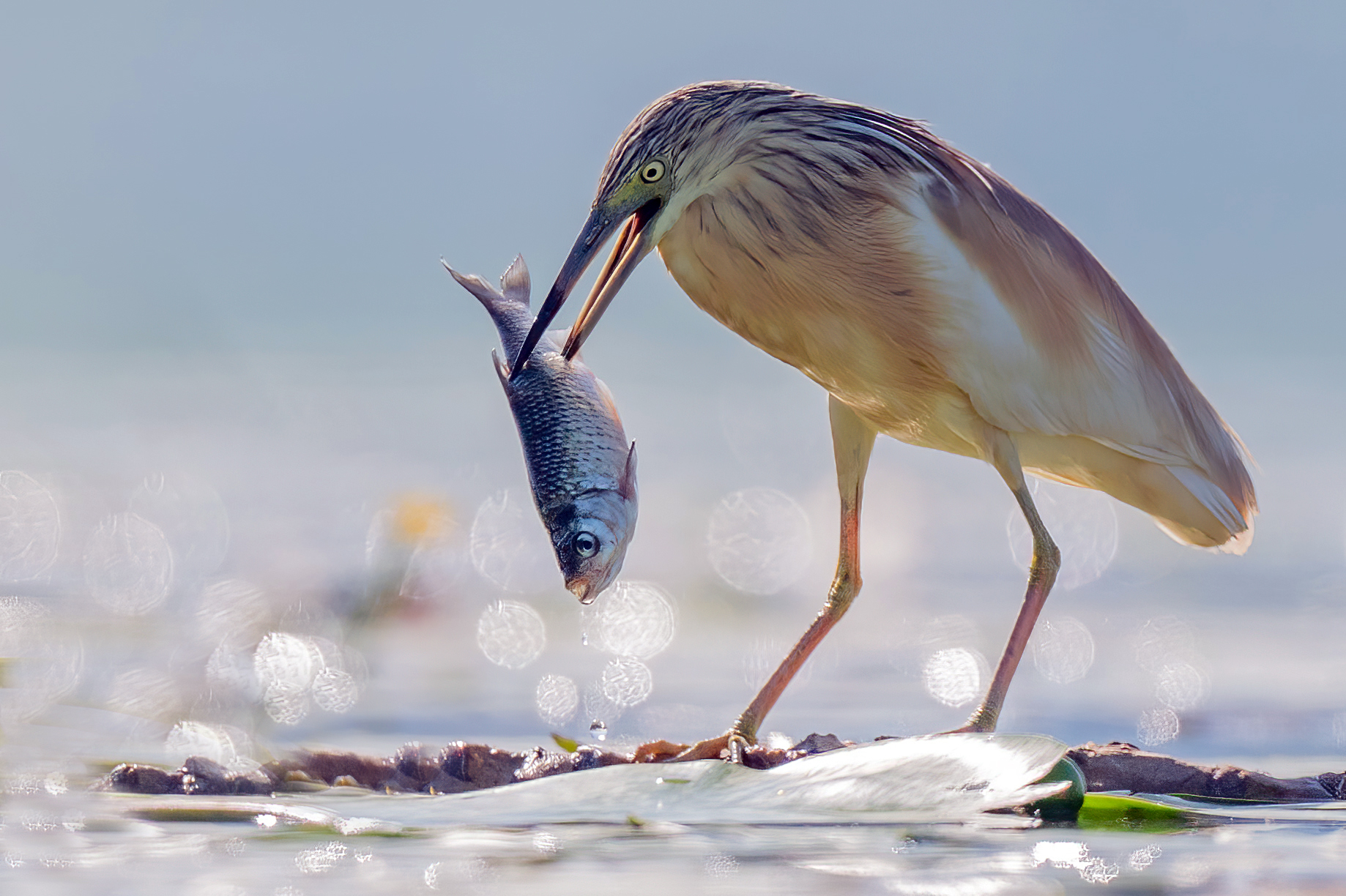 Great caught under the scorching sun of midday