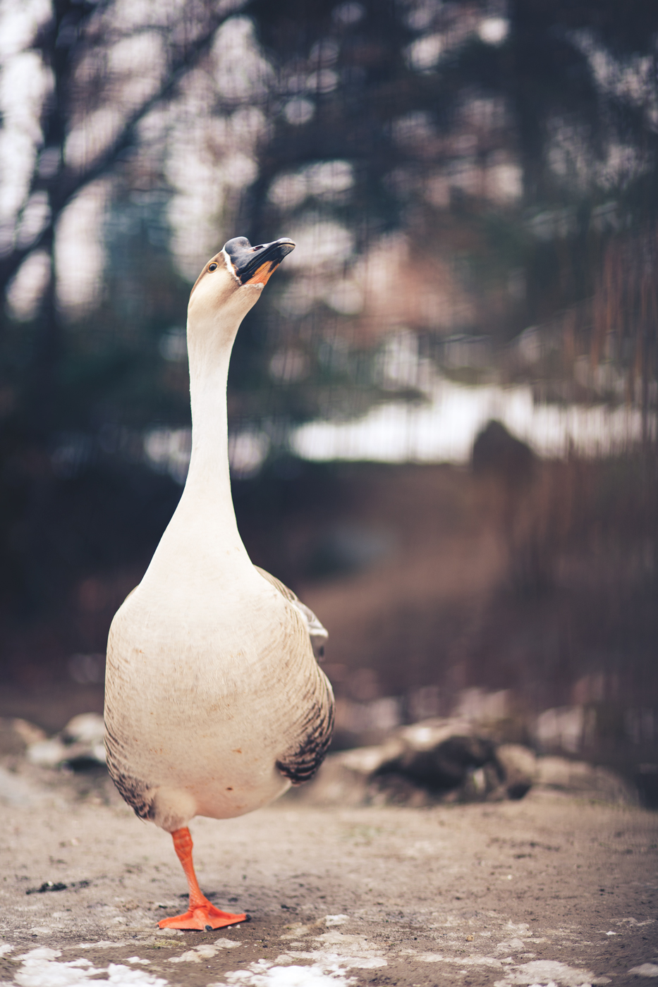 Reale Altera Vanitosa