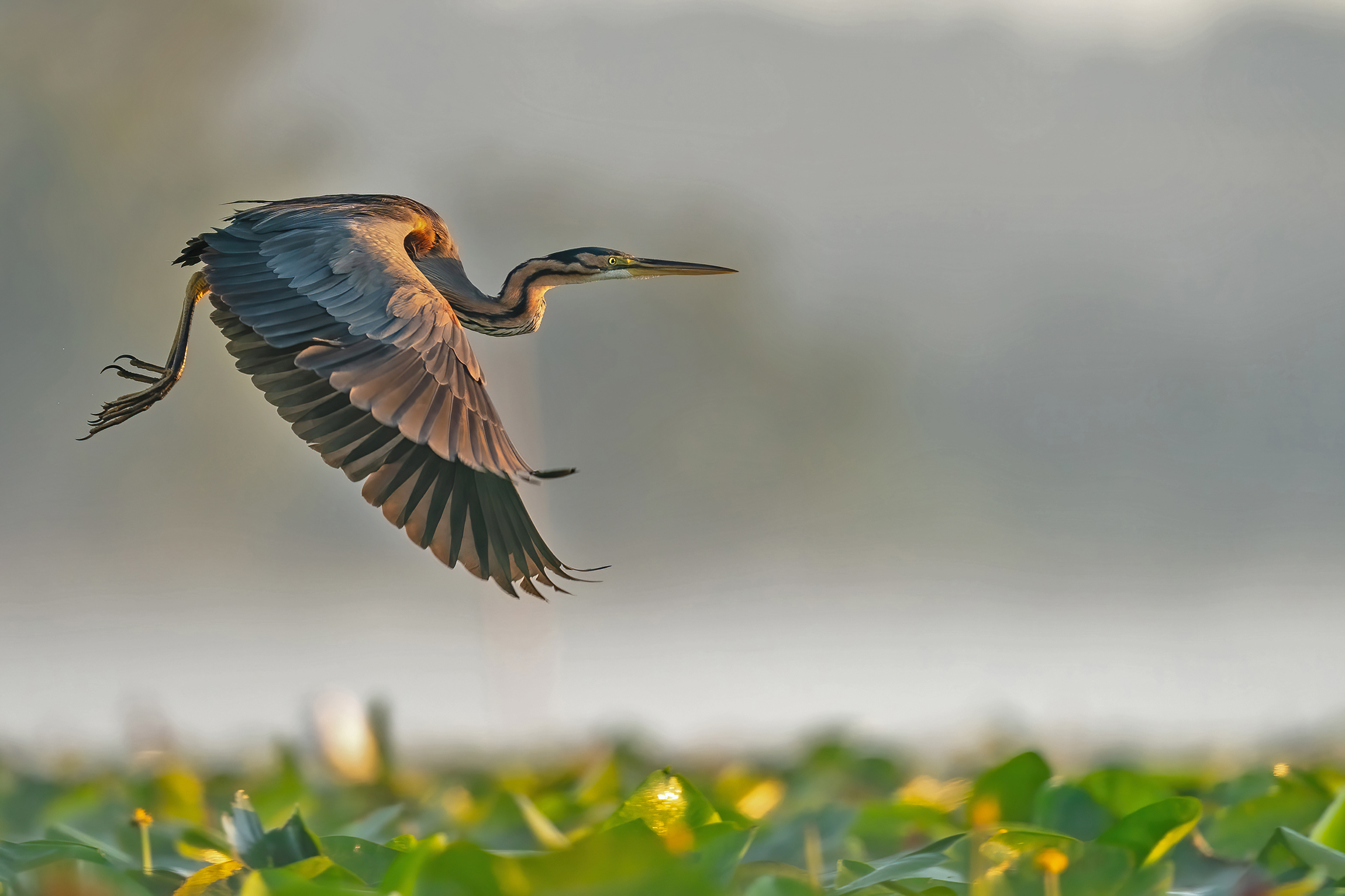 Prime luci nella nebbia del mattino