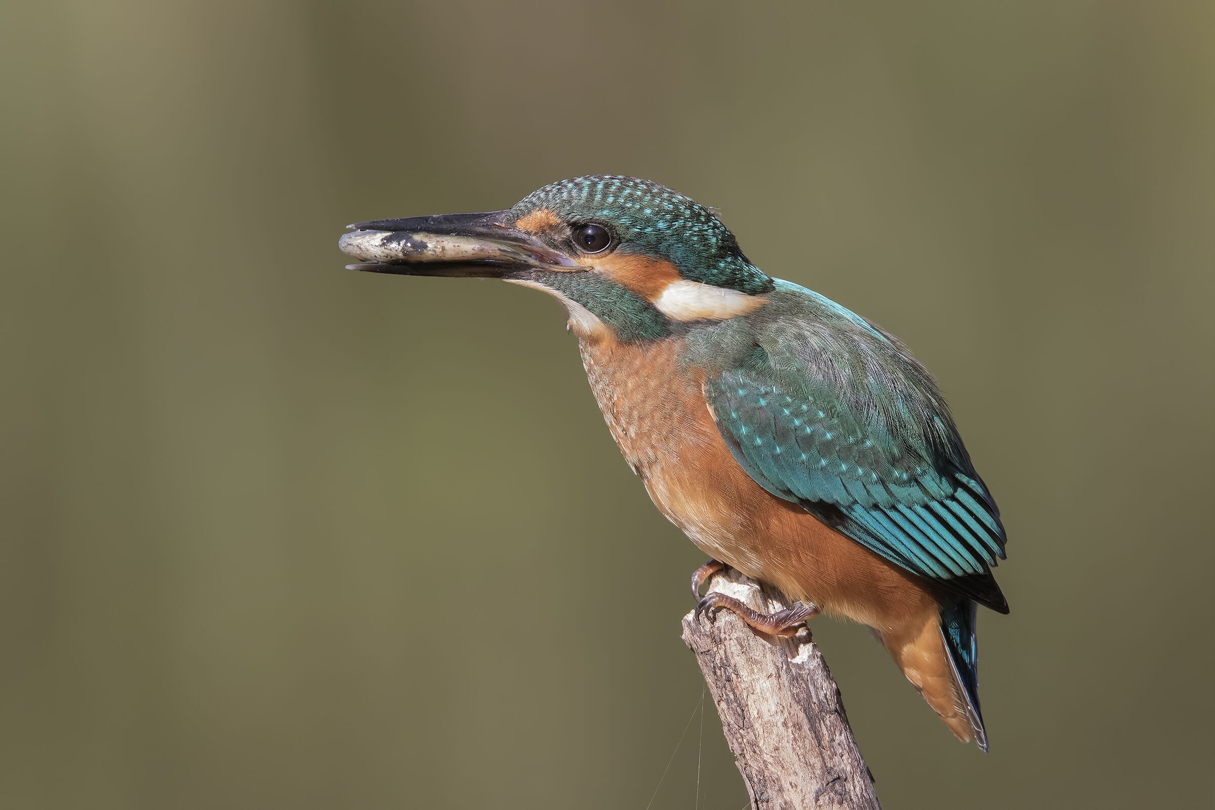 Buon Appetito Mrs King