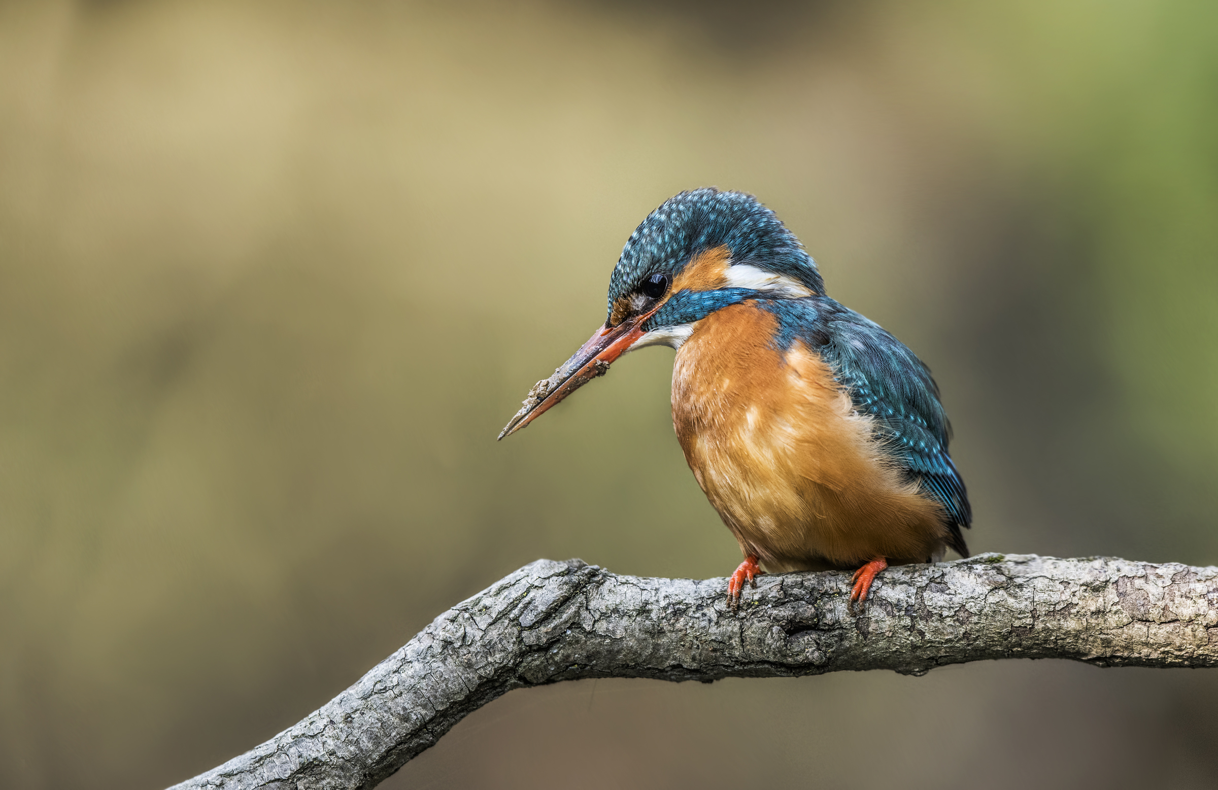 Martin Pescatore costruzione del nido