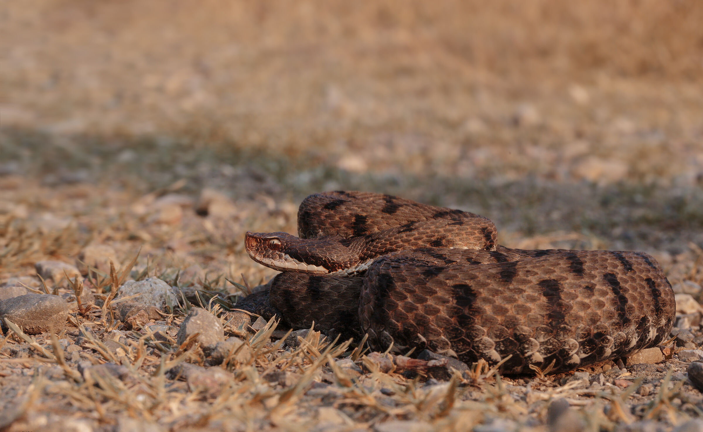 Vipera Aspis Francisciredi e calanchi bolognesi