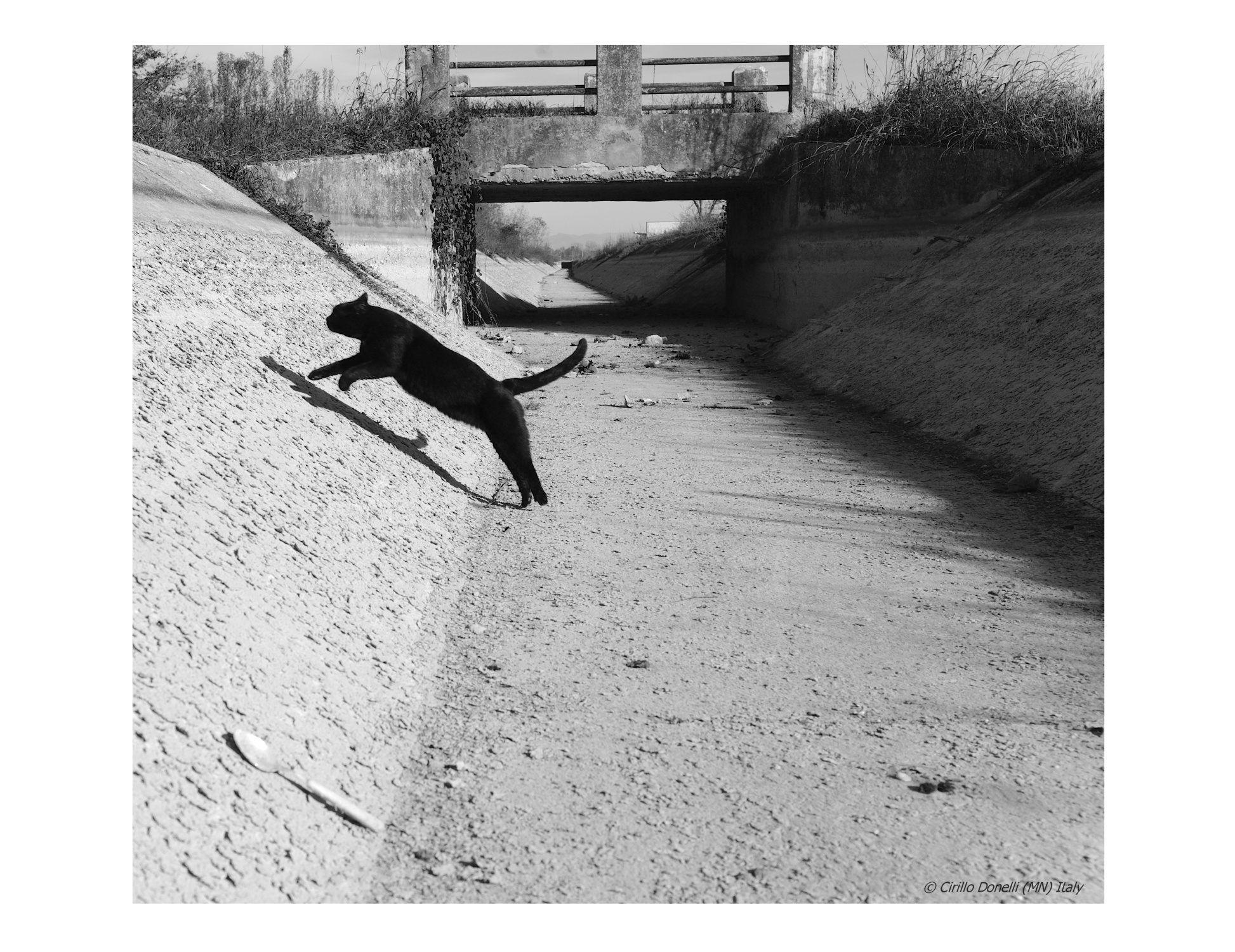 "I wanted a Black Cat"