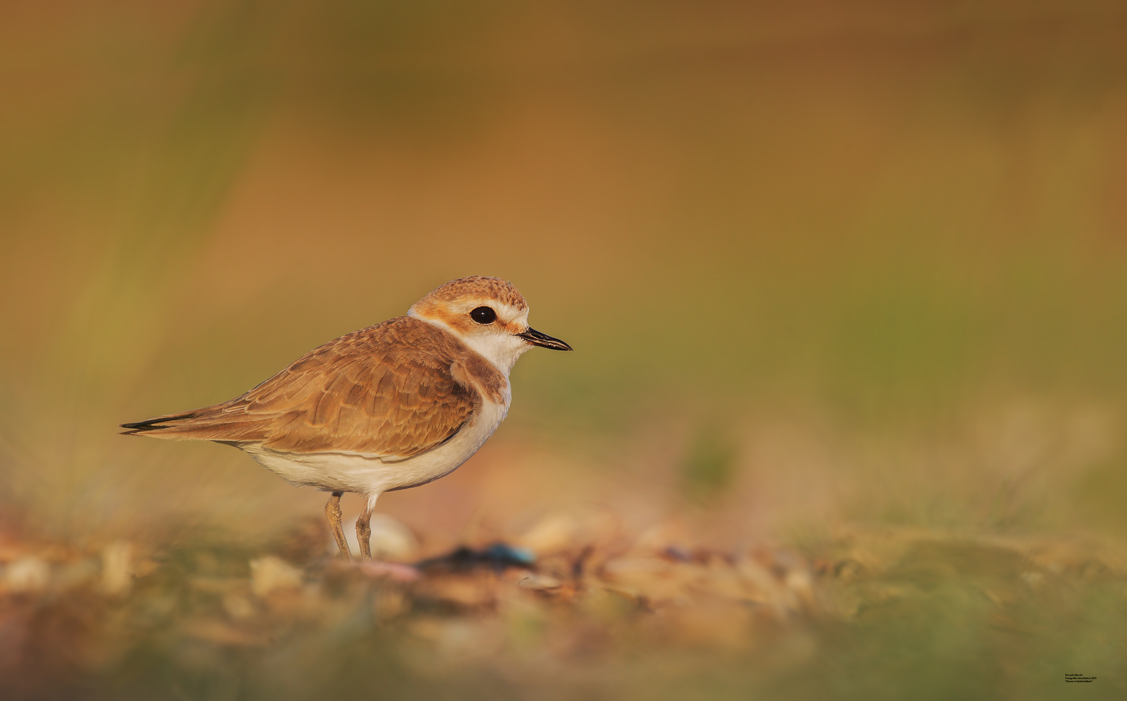Fratino all'alba, Veneto 2018