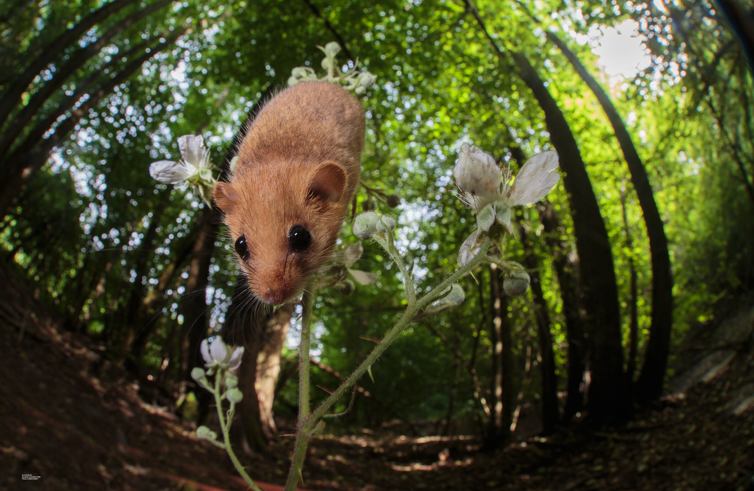 Moscardino e noccioleti