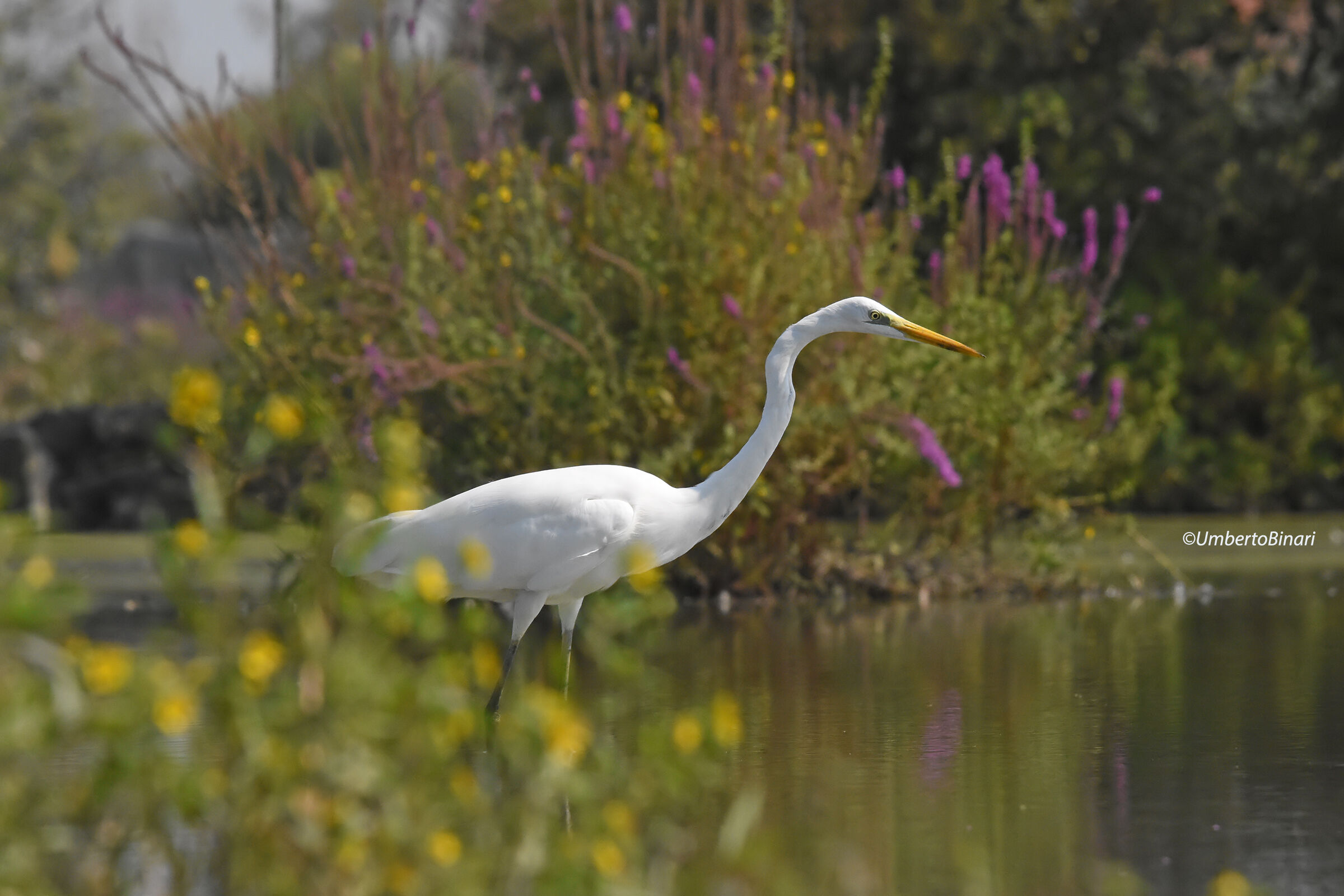 Major White Heron (Ardea alba)