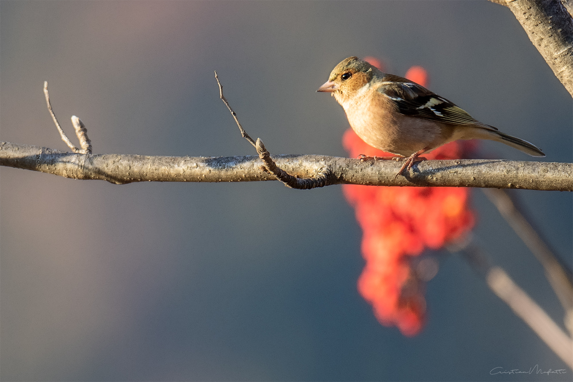 Finch (??) (Fringilla coelebs)