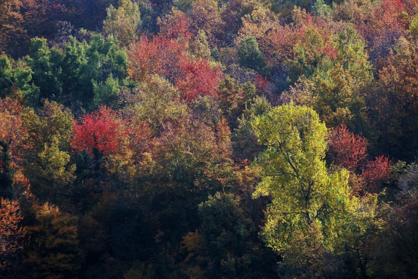 United colors of november