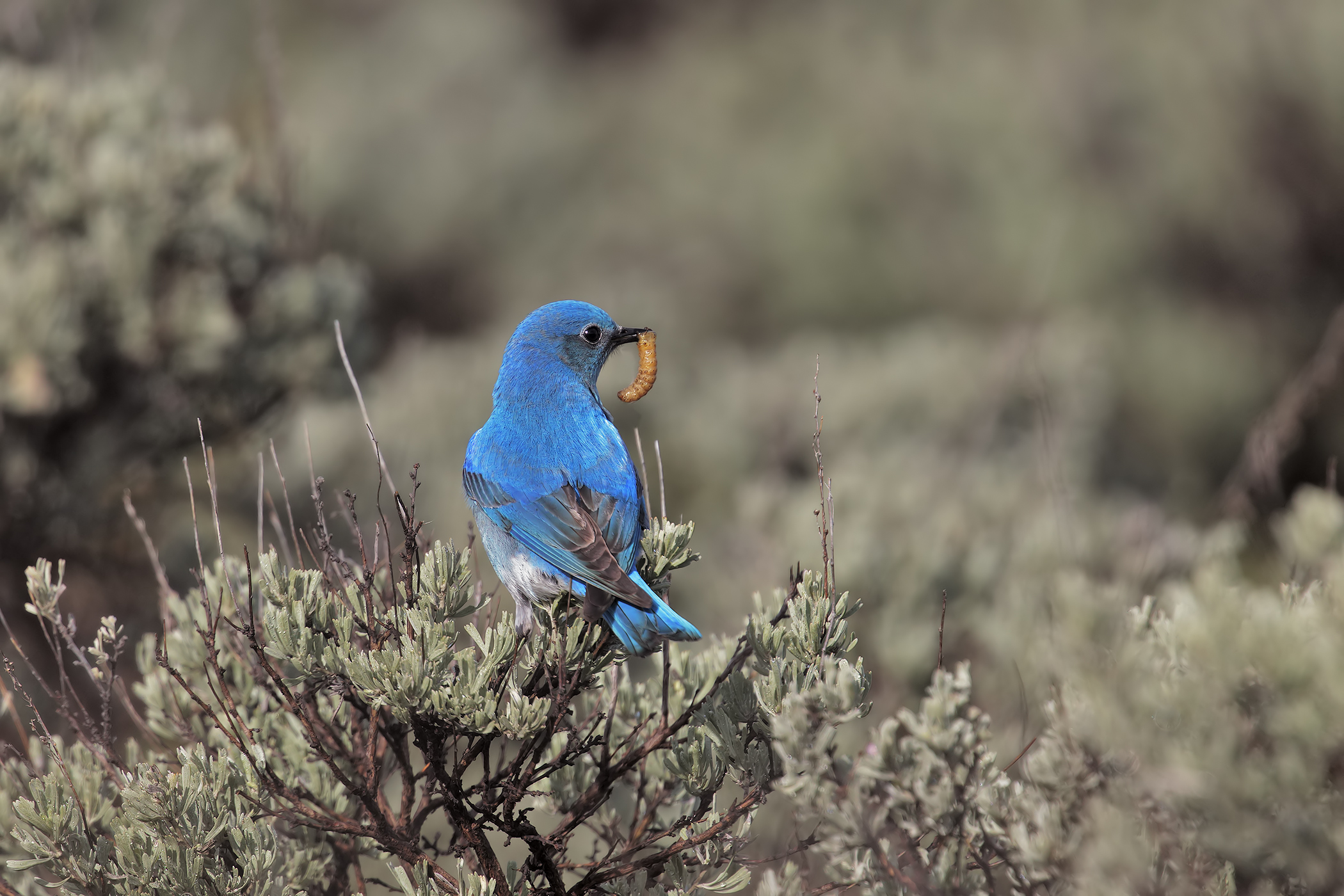 Mountain bluebird, Yellowstone
