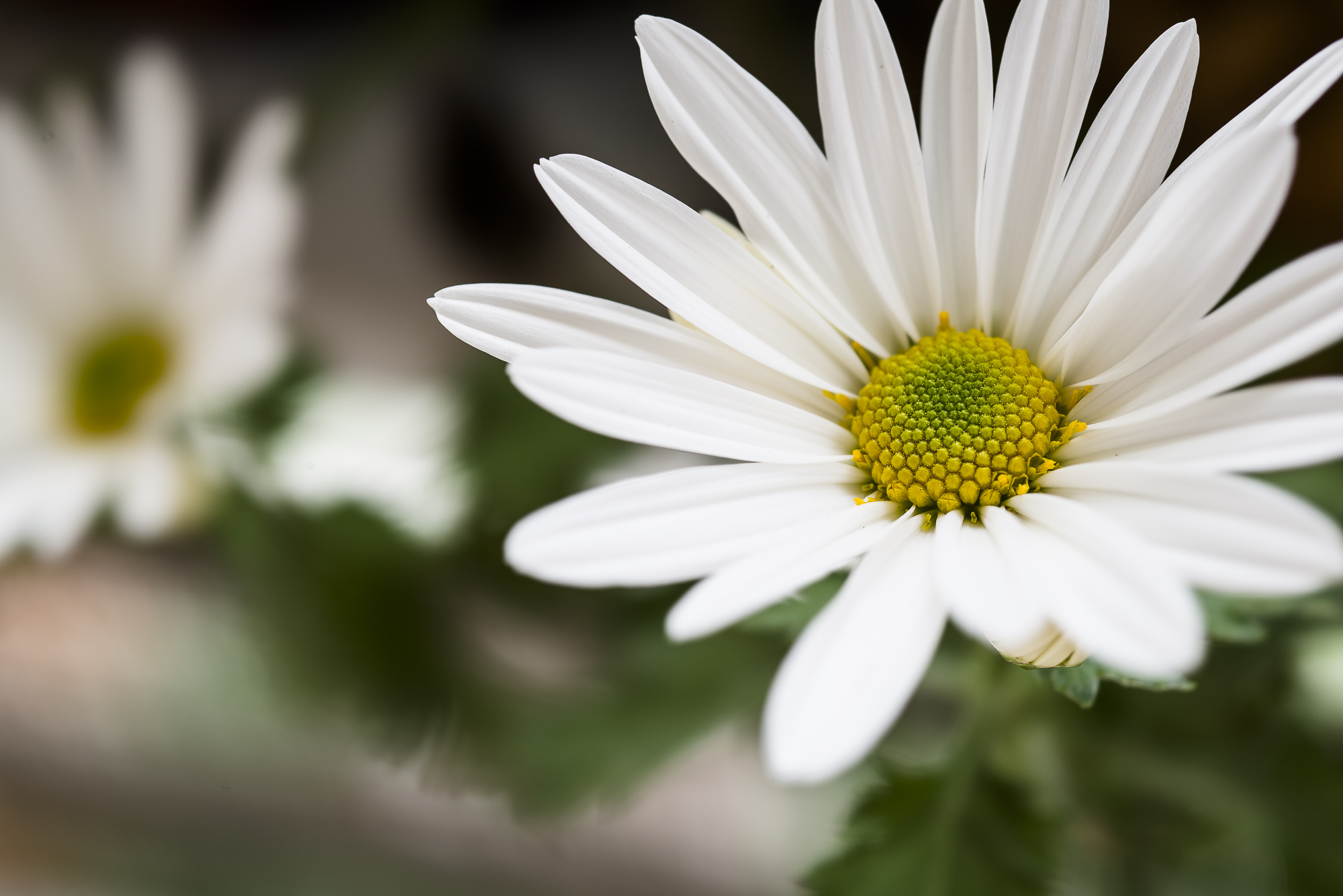 Daisy