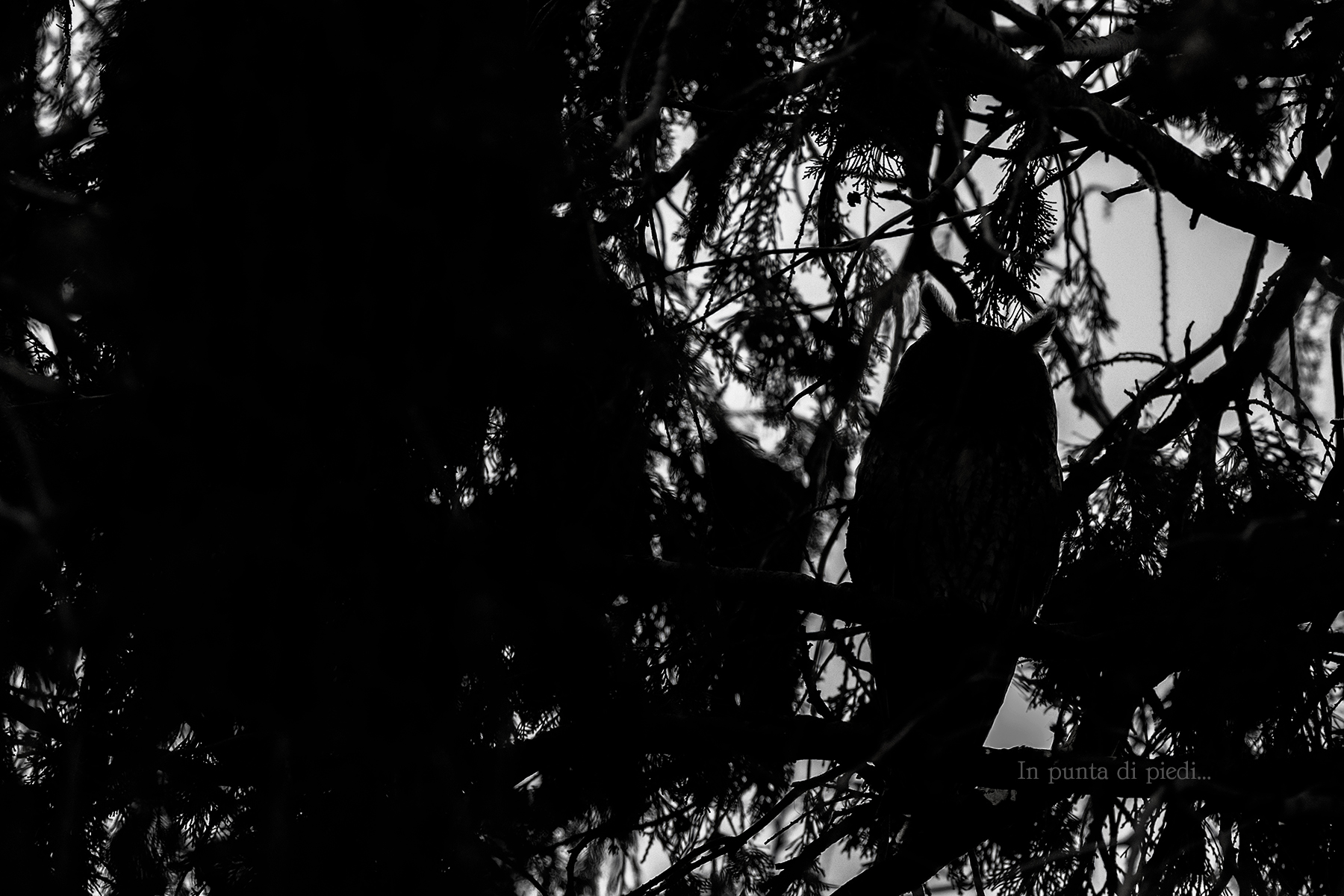 Présence discrète...