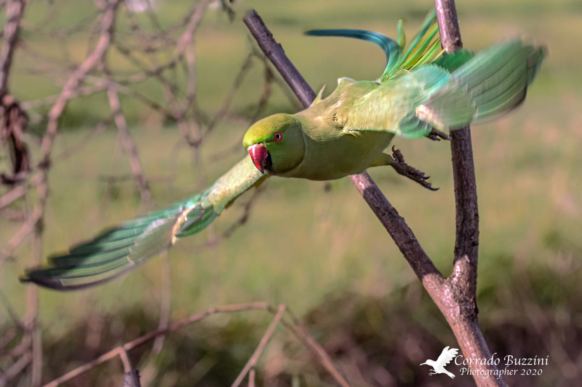 Parakeet