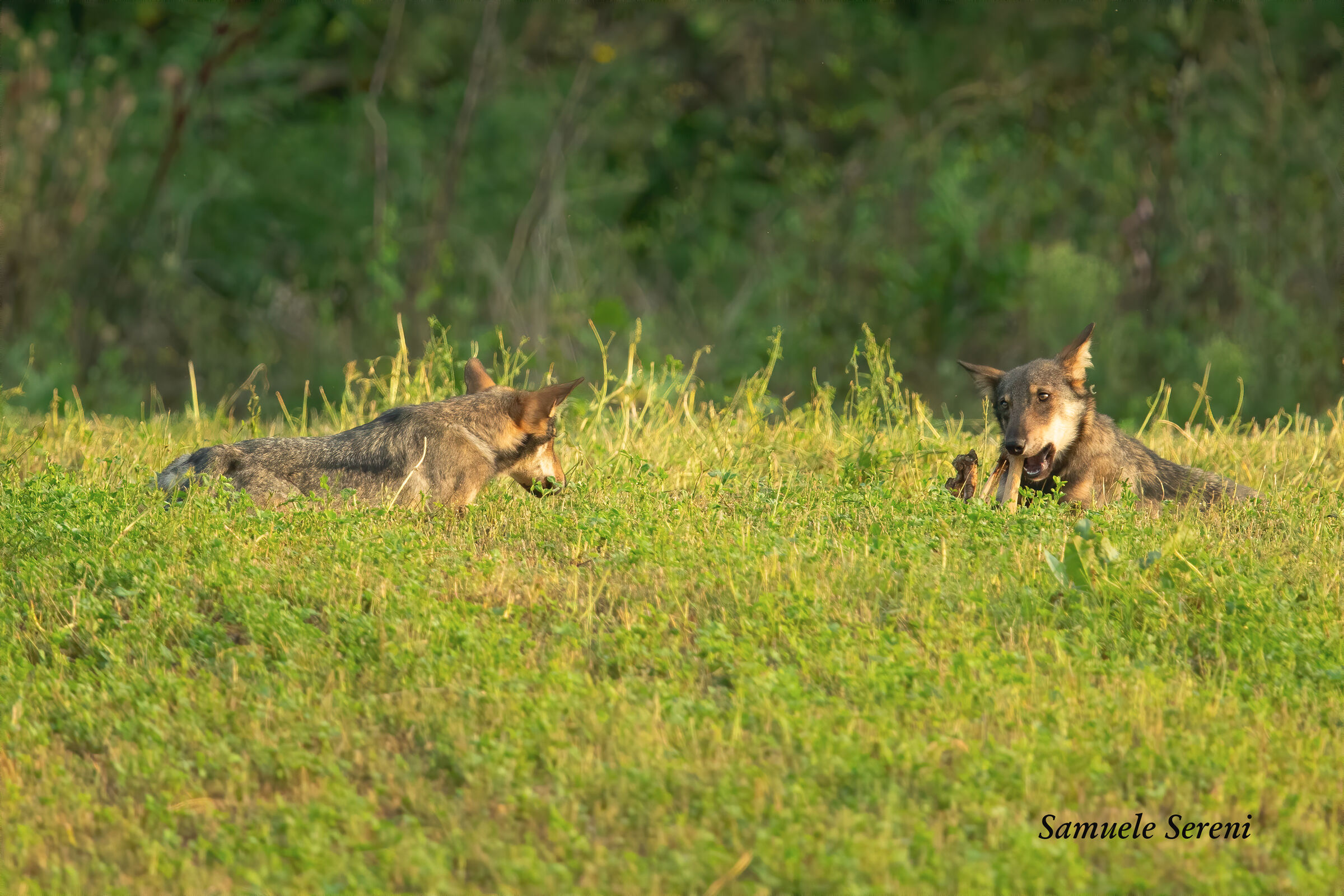 Spuntino pomeridiano