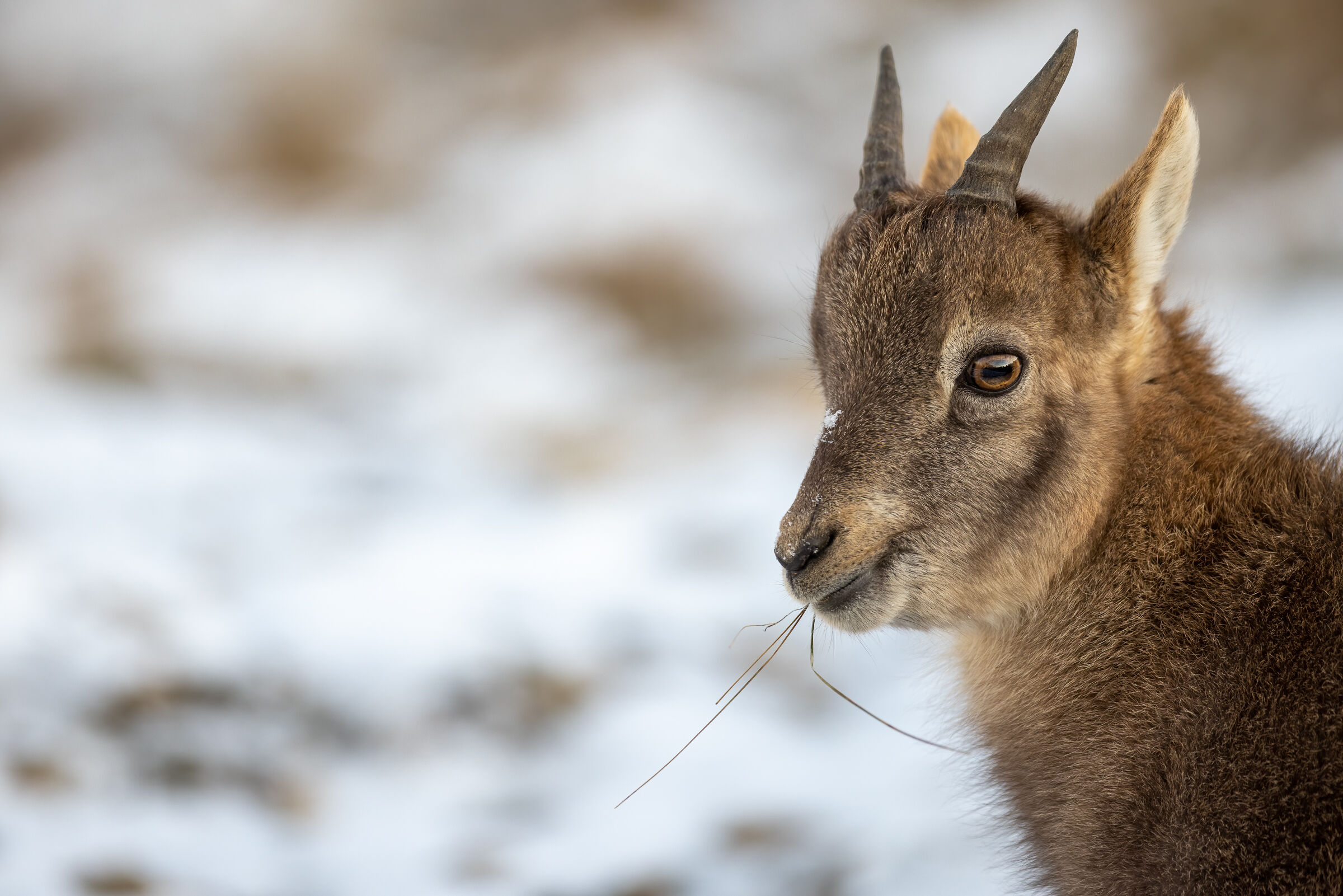 Little Ibex