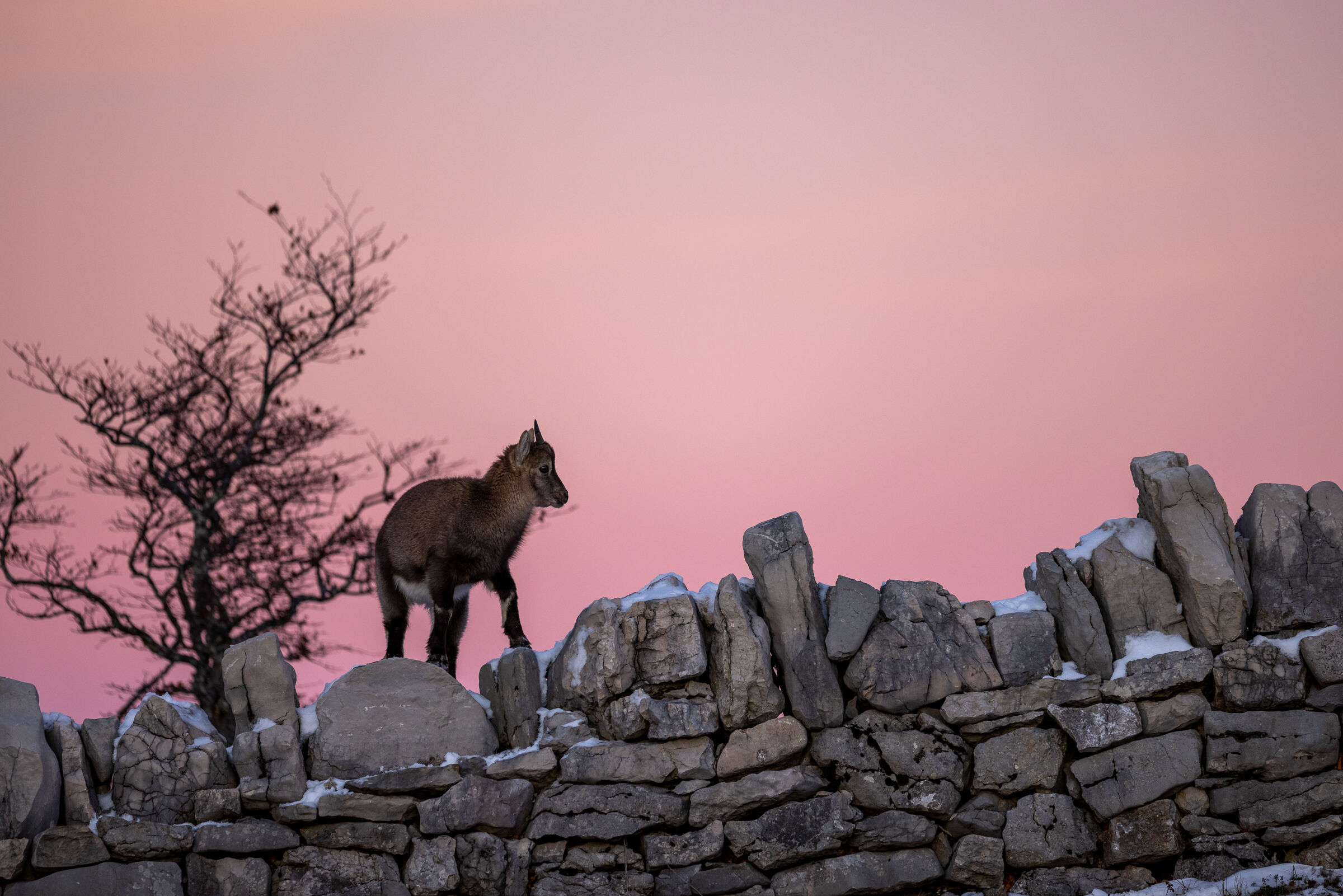 Ibex at sunset