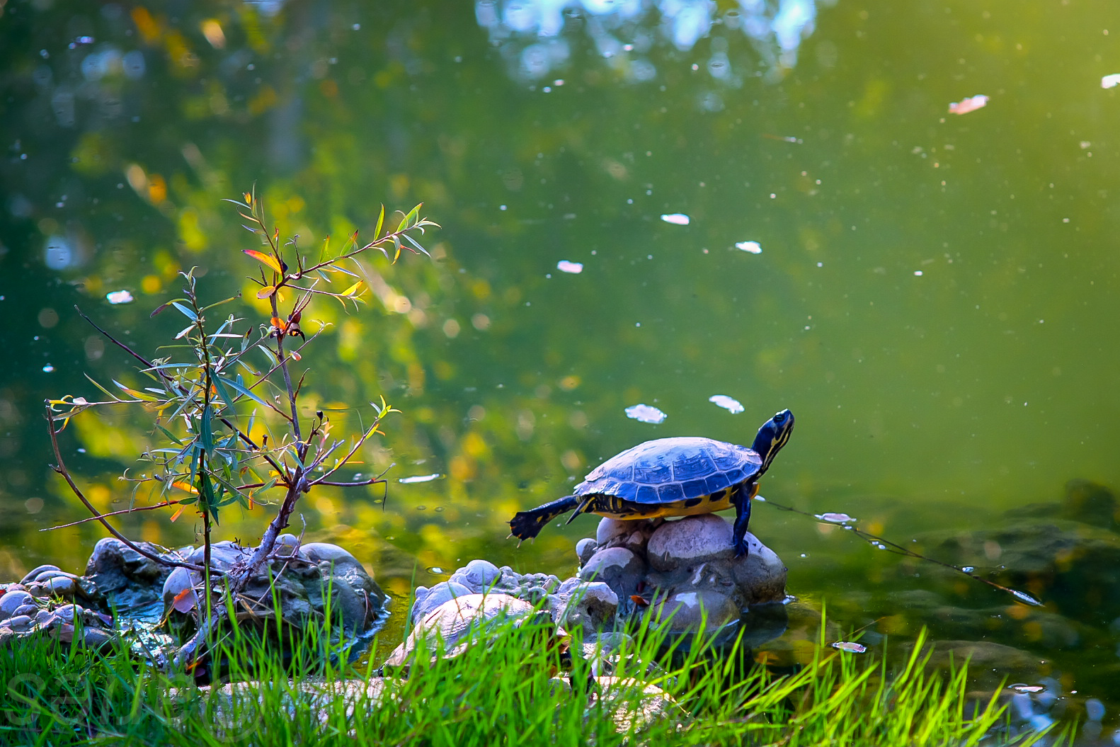 Tartaruga in meditazione