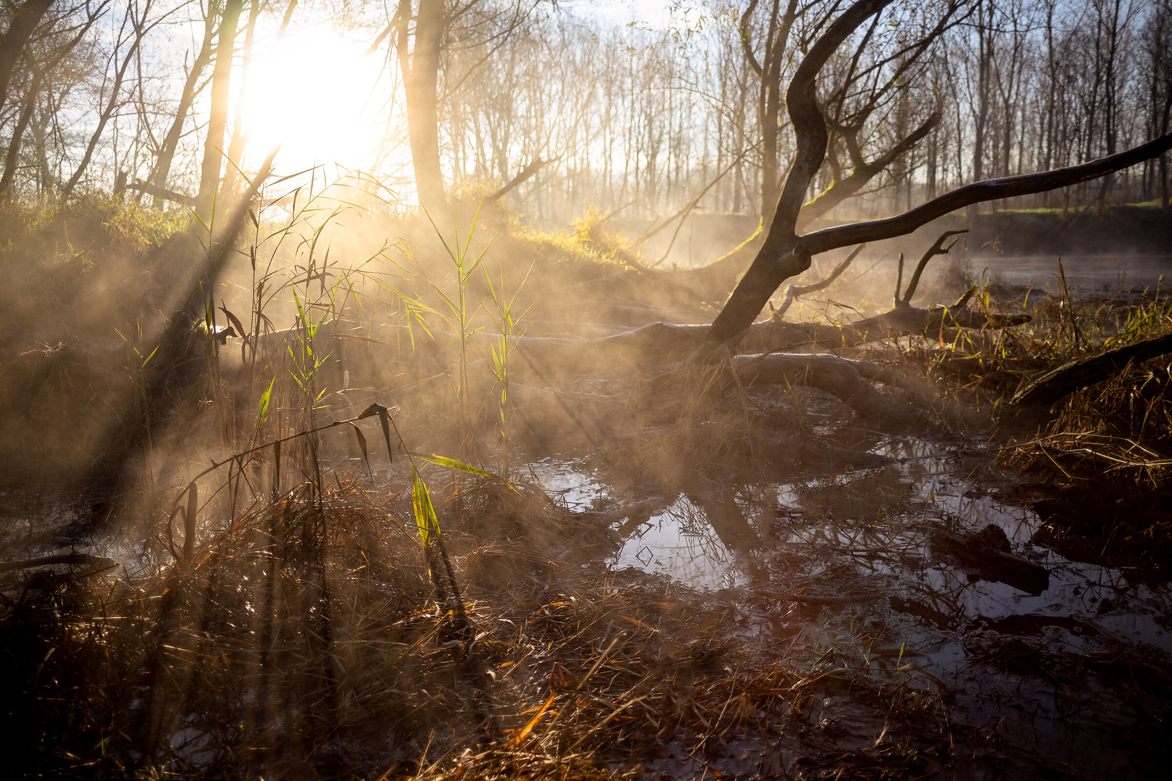 Zona Umida sulle rive del Torrente Terdoppio