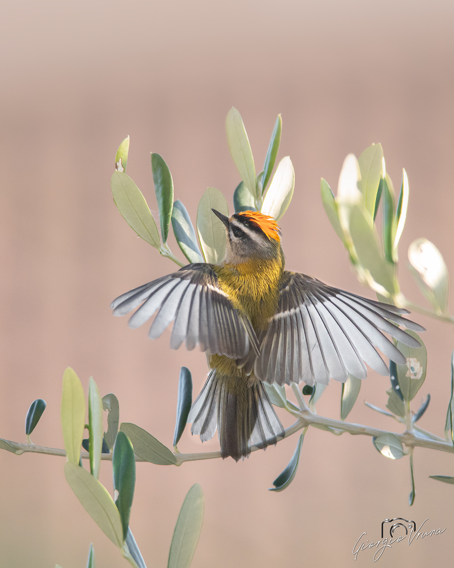 Fiorrancino a pastello...