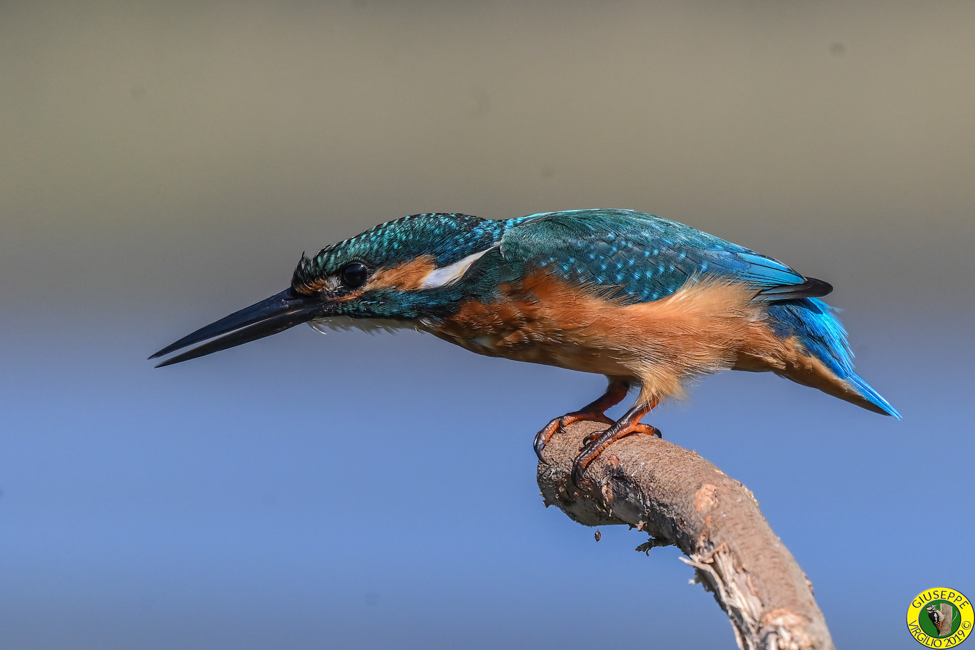 Martin Pescatore (Sardegna ) 2019