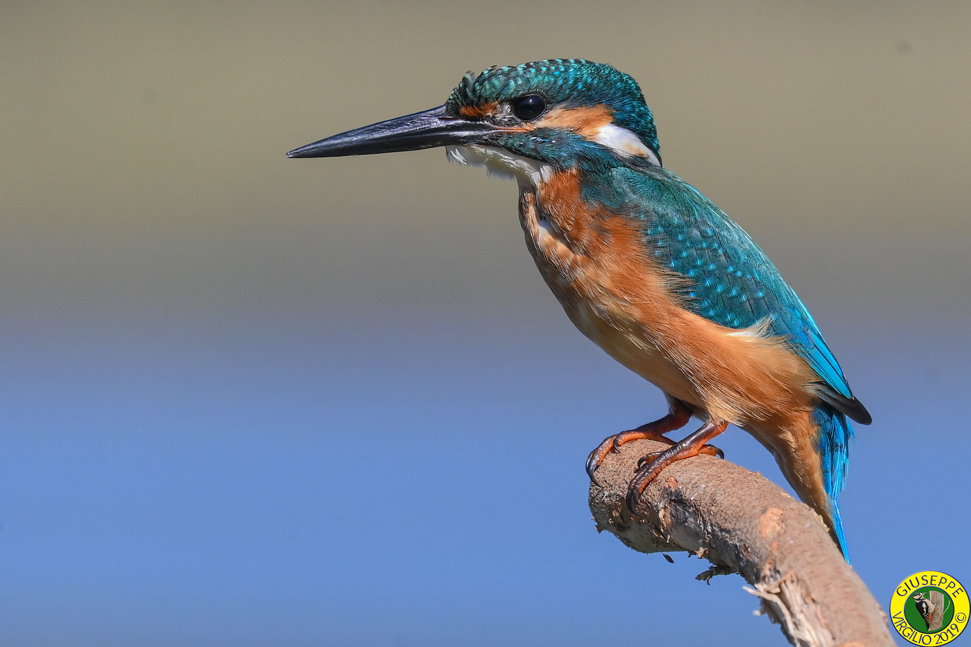 Kingfisher (Sardinia) 2019