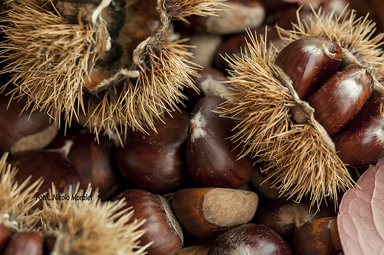 Castagne e non maroni.