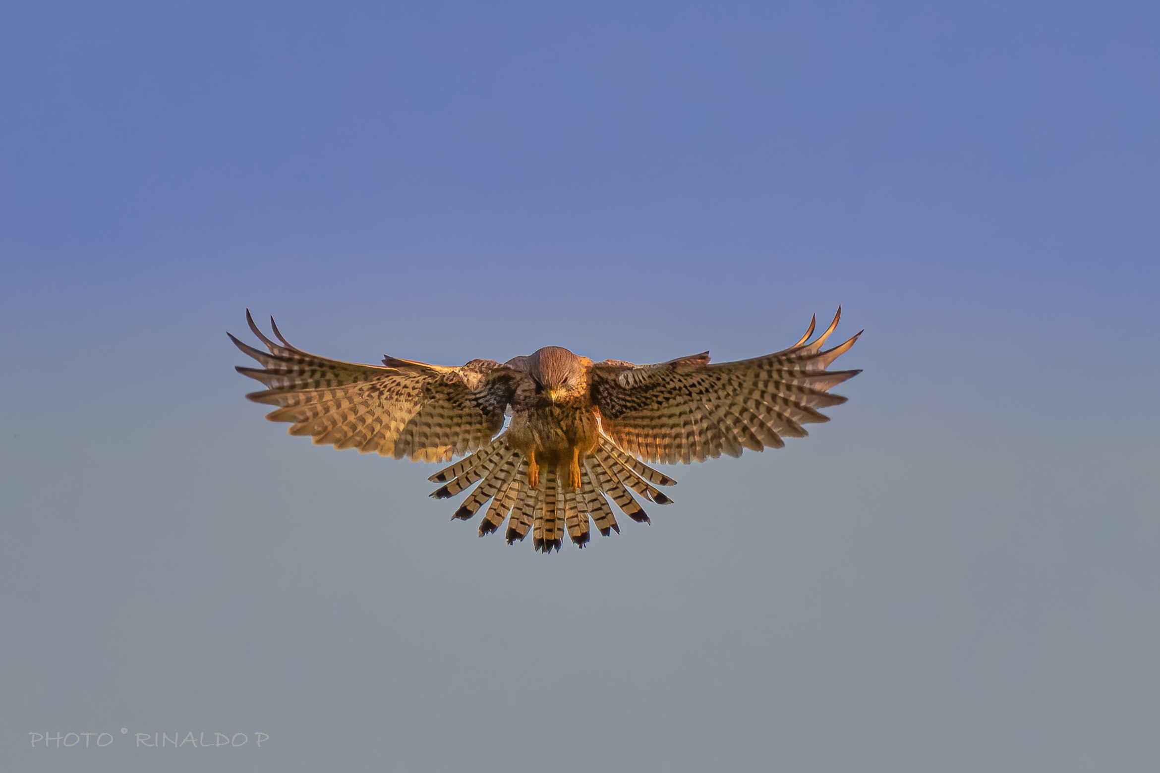 Cheetah in "holy spirit"