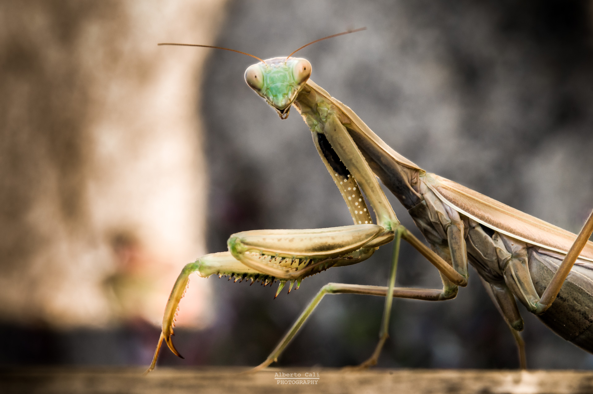 Salve a tutti posso presentarmi ?