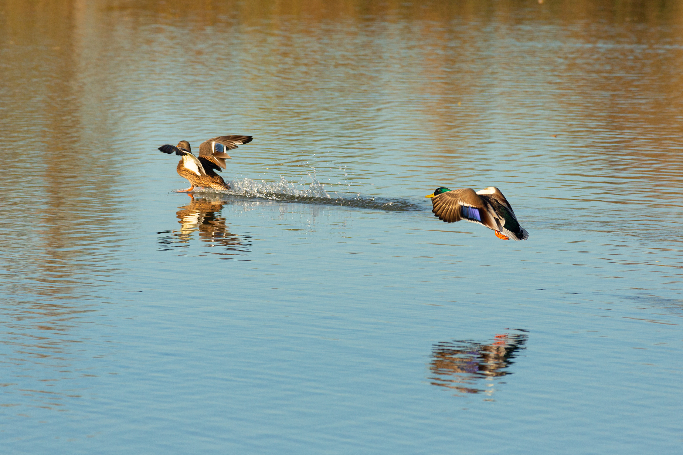 Planaggio sincronizzato