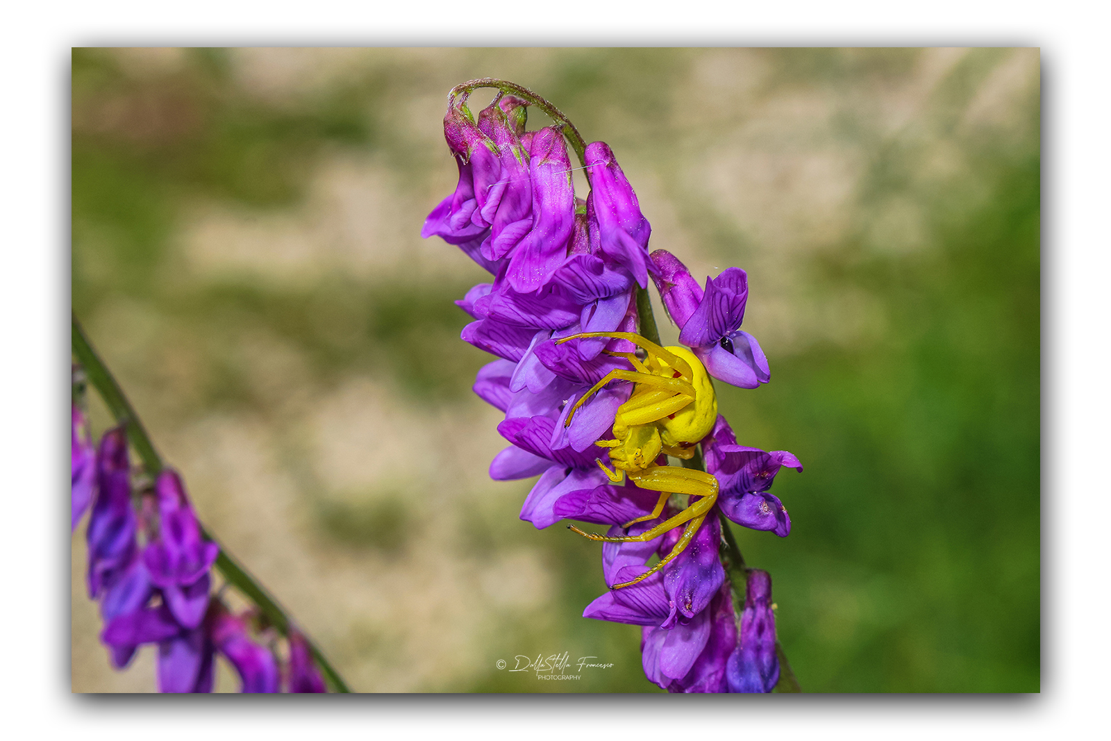 State lontani da quel fiore!