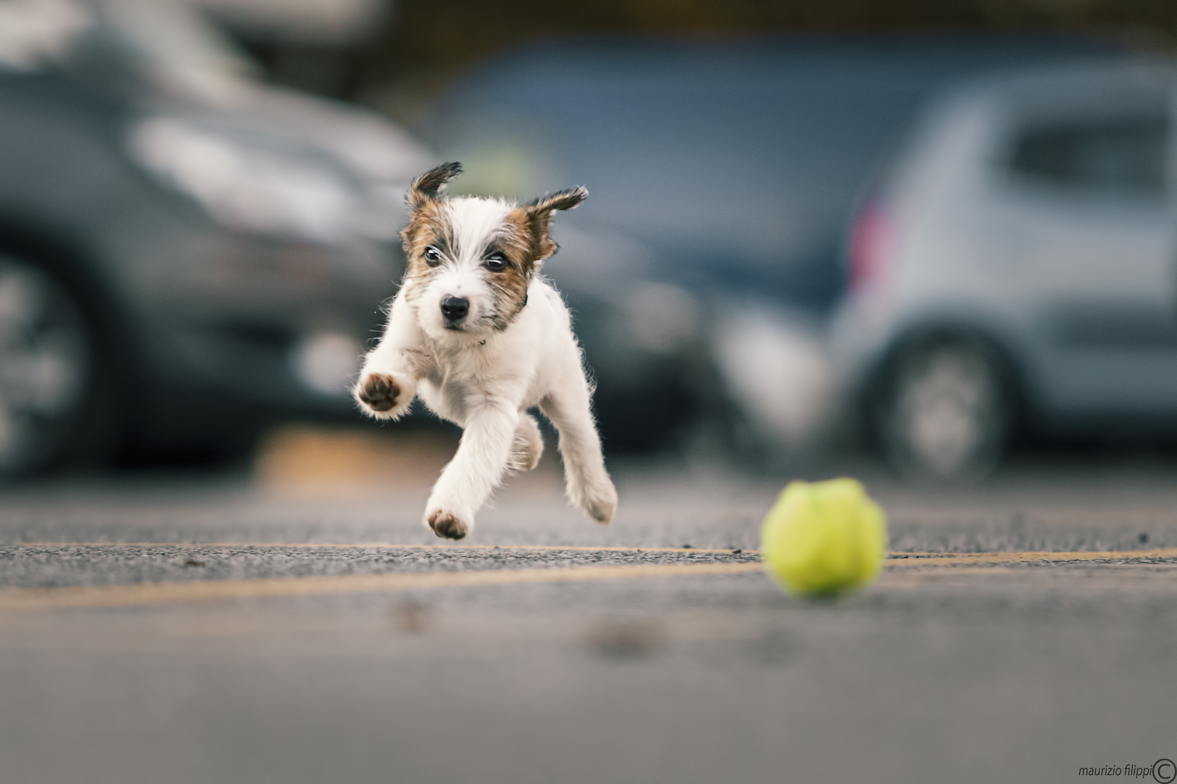 Arturo does not run flies