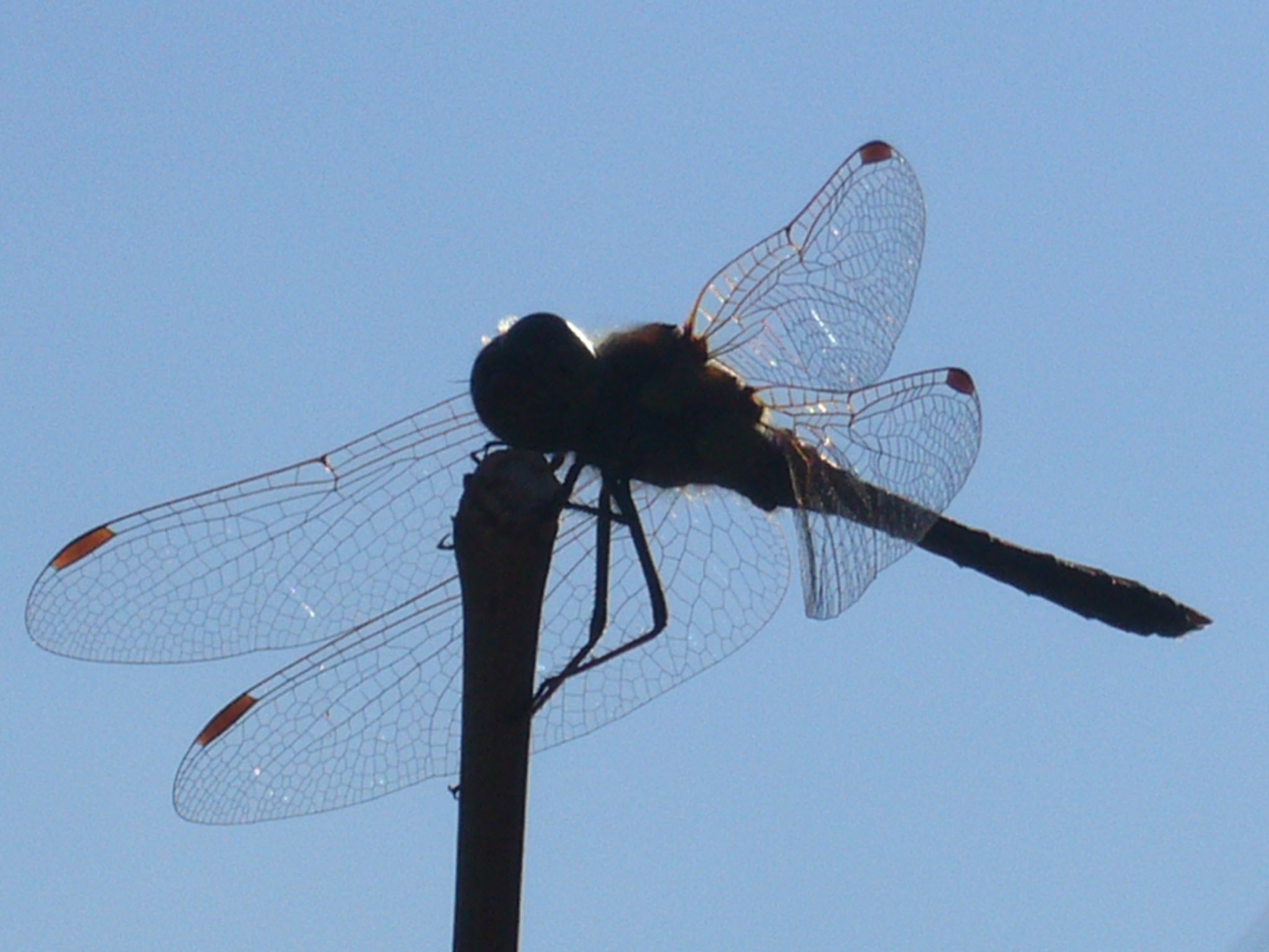 libellula