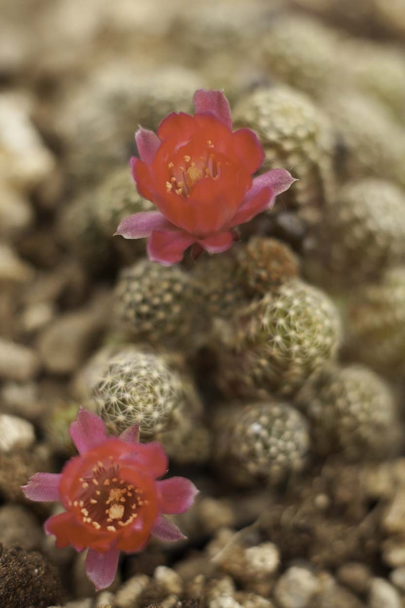 Digiorebutia sp. 1