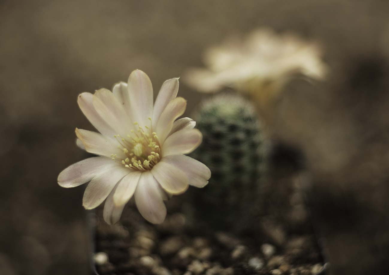 Digitorebutia