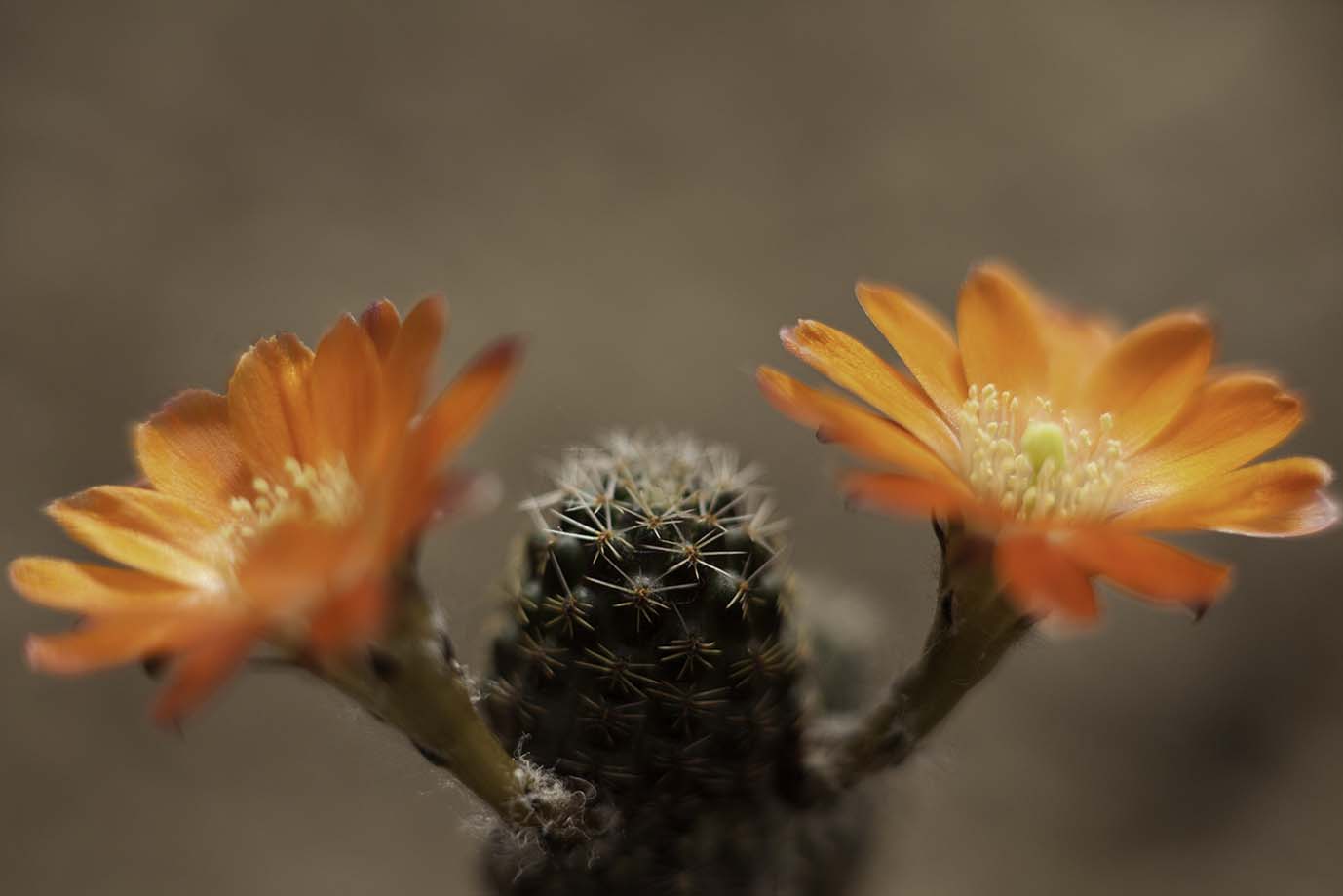 Digitorebutia sp. 5
