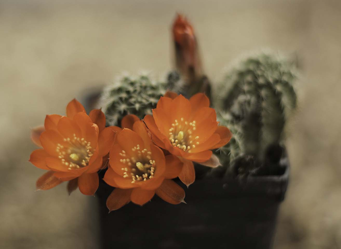 Digitorebutia sp. 9
