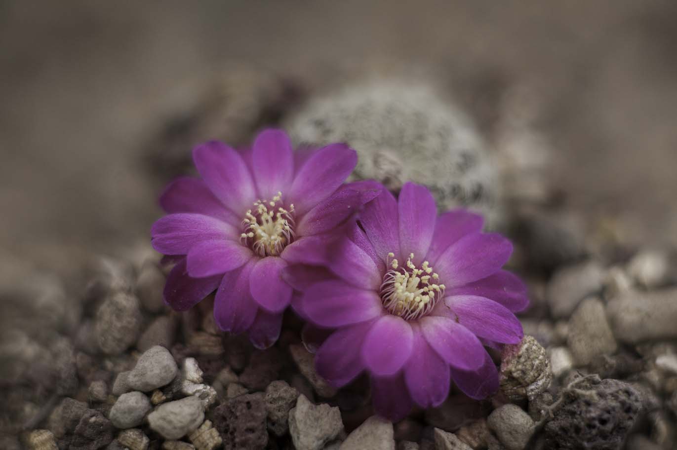Sulcorebutia laui_2