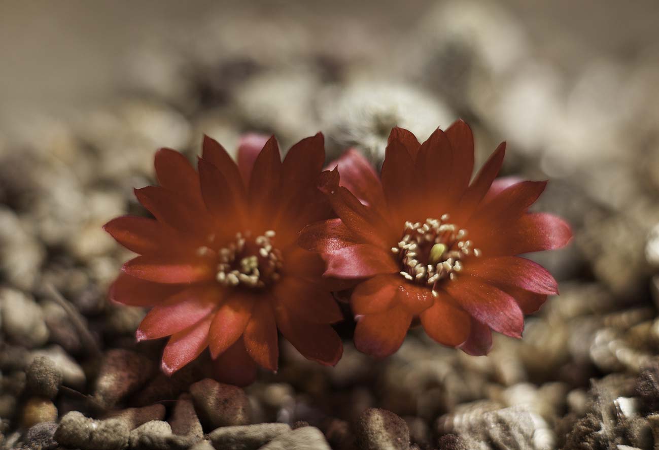 Sulcorebutia tarabucoensis v. tarabucoensis