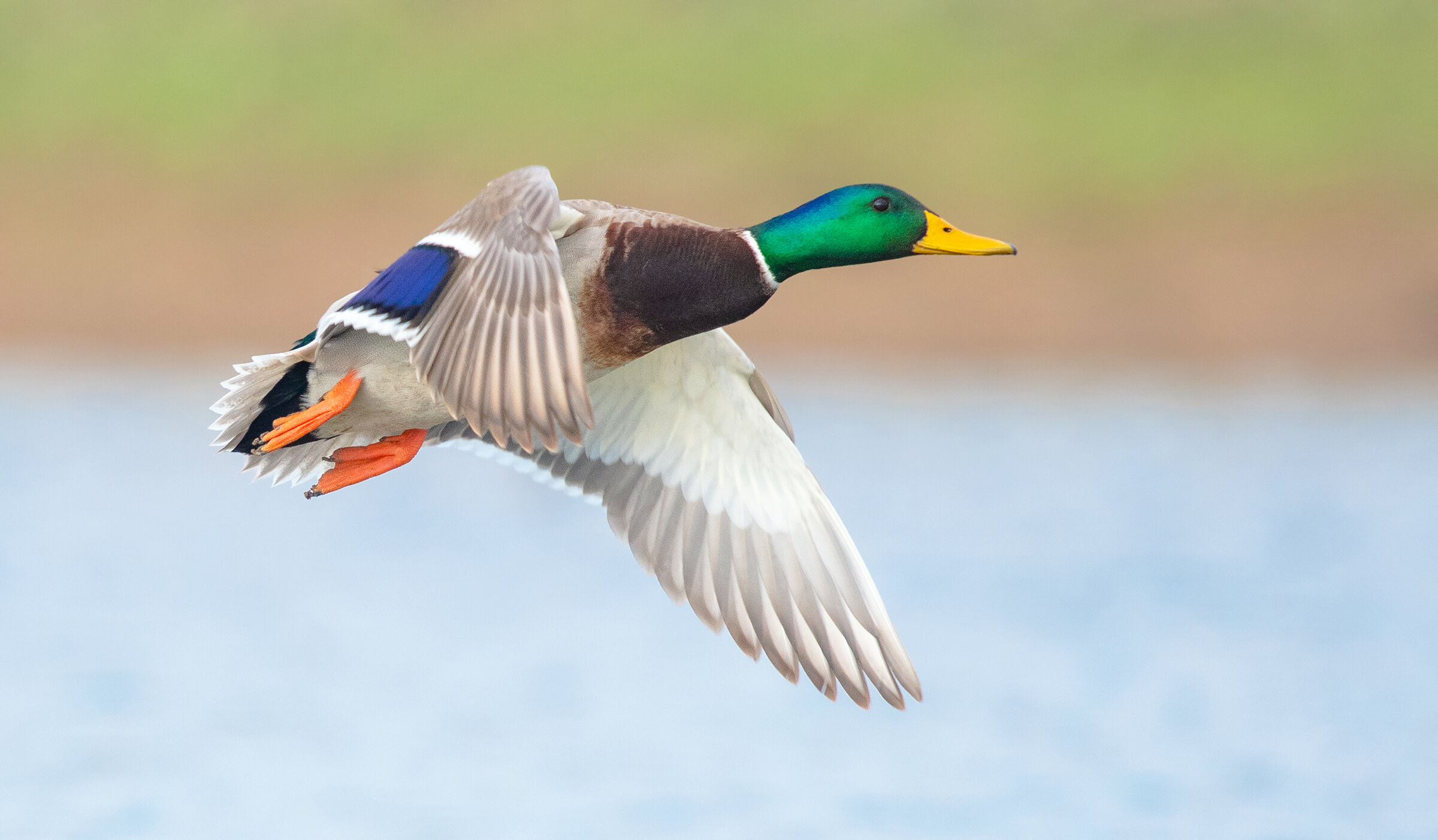 germano reale in volo