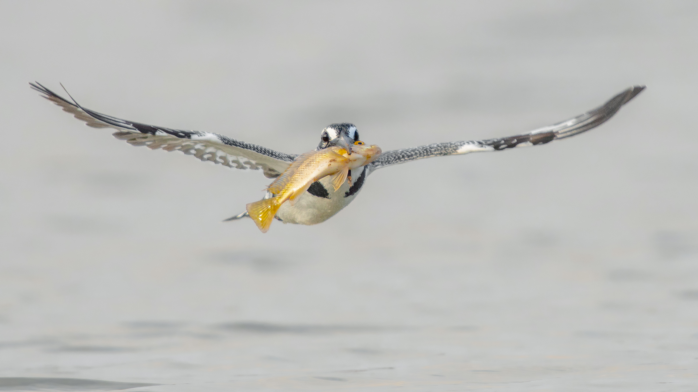 una grande cattura-pied martin pescatore